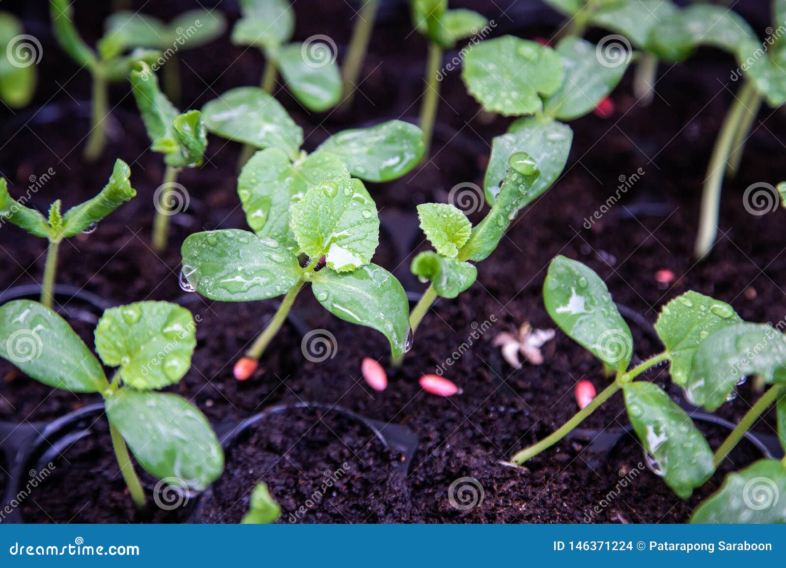 Organic Melon Seedlings in Seedling Tray Under Greenhouse Stock Photo