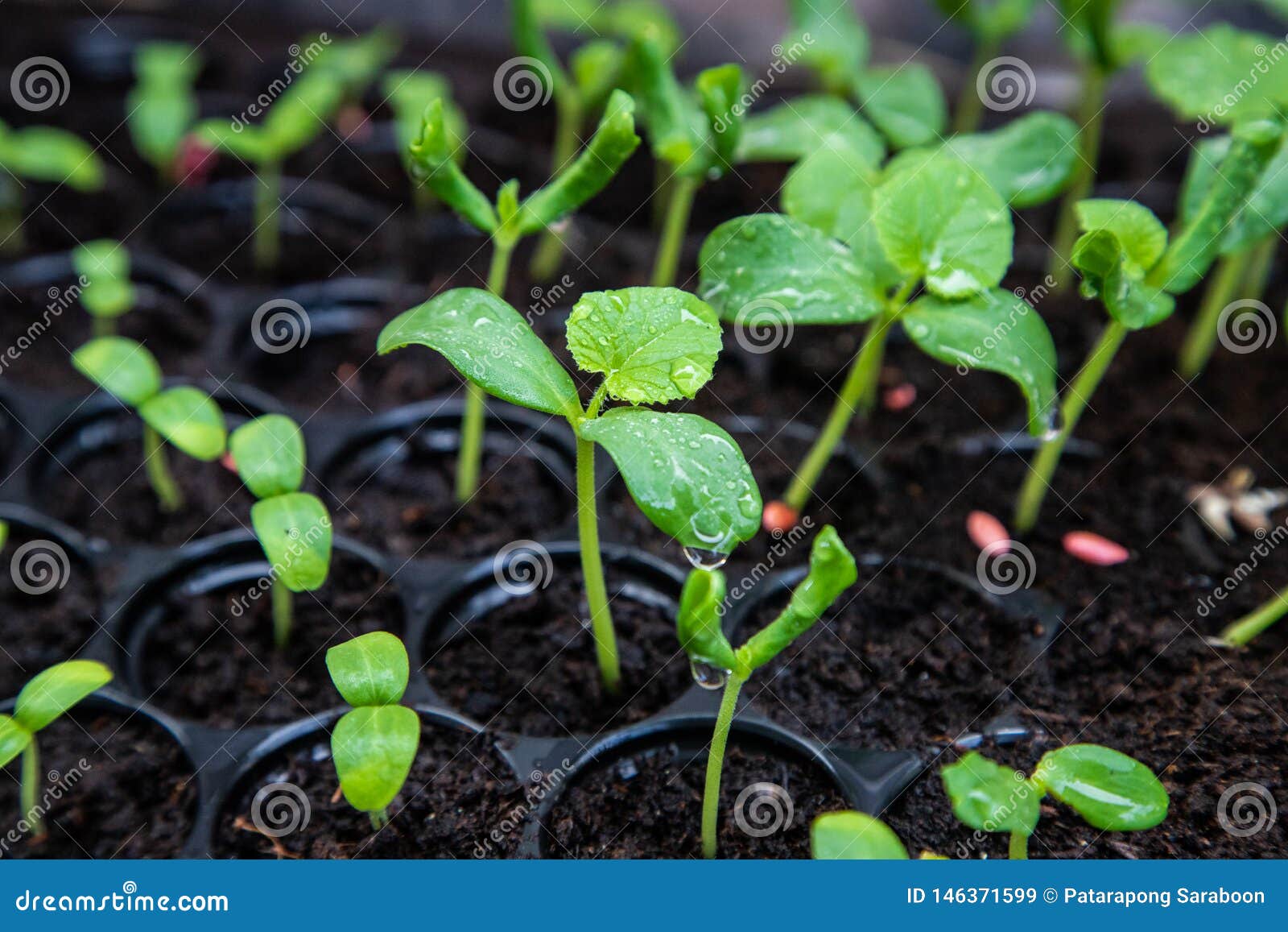 Organic Melon Seedlings in Seedling Tray Under Greenhouse Stock Image