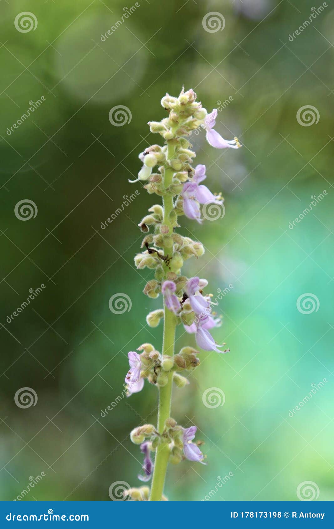 Close Up View of an Organic Mexican Mint Flower Blooming in a Botanical ...