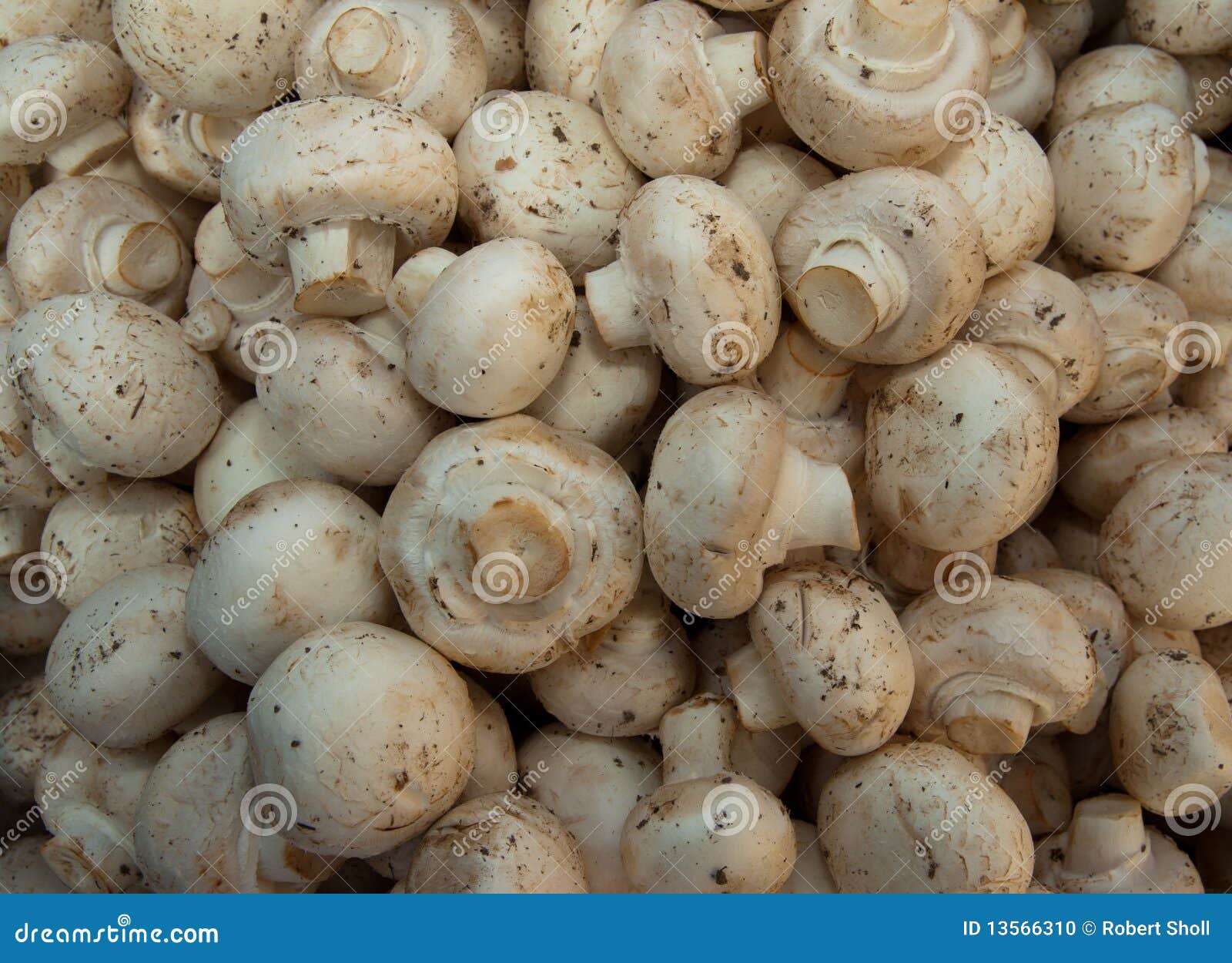 Organic mushrooms stock photo. Image of round, bunch 13566310