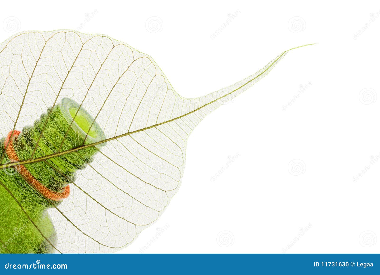 Organic Oil with Leaf Close Up Stock Photo Image of aromatherapy