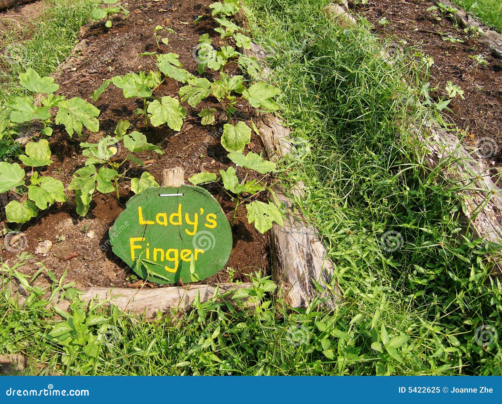 Organic Okra Vegetable Plants Stock Image Image of fertilizer, okra