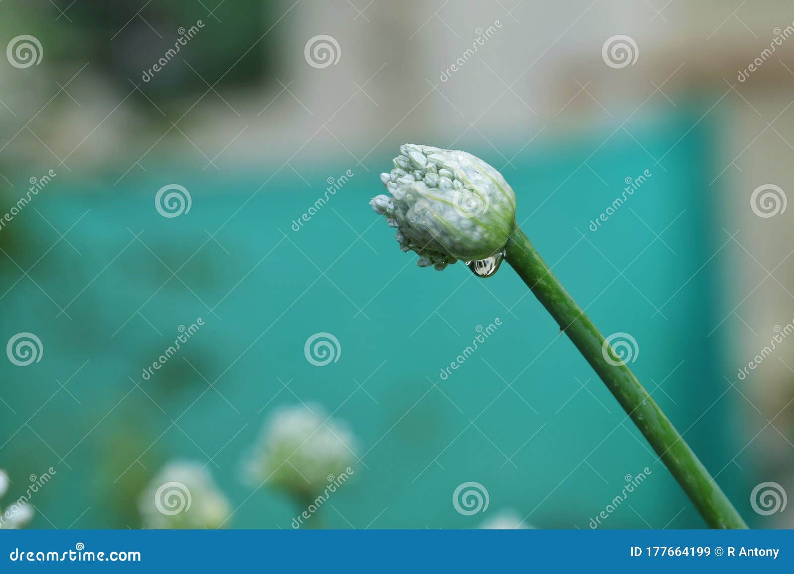 Organic Onion Flower Bud Ready for Bloom Stock Image Image of onion