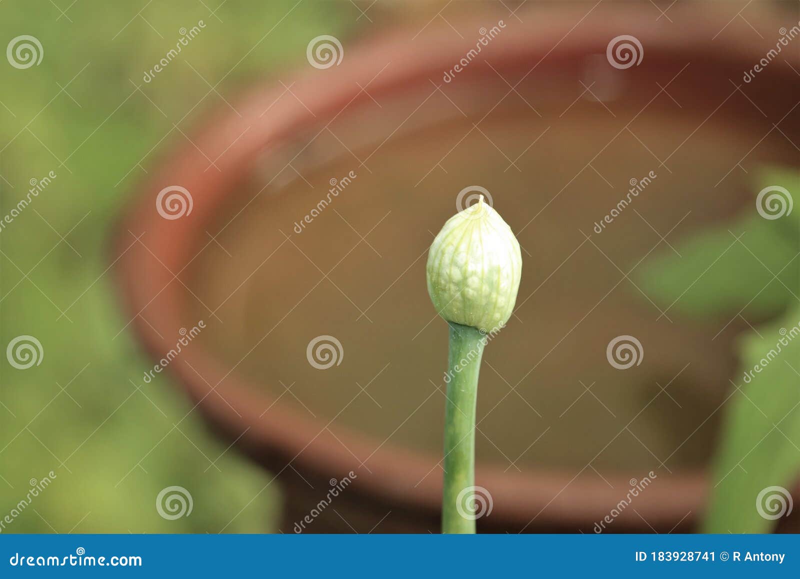 Organic Onion Flower Bud Ready for Blooming Stock Image Image of