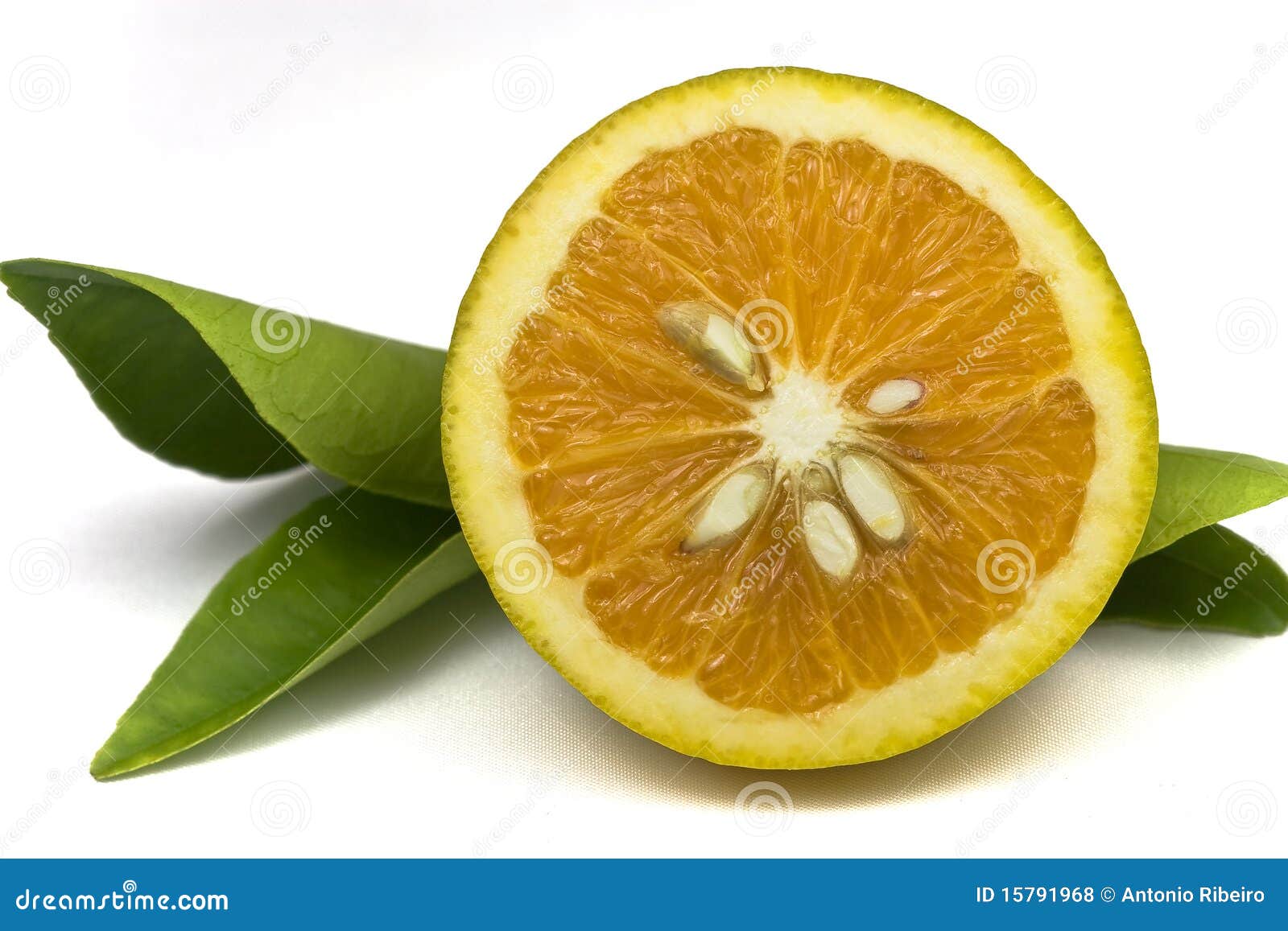 Organic Oranges stock photo. Image of crop, stem, sustainable 15791968