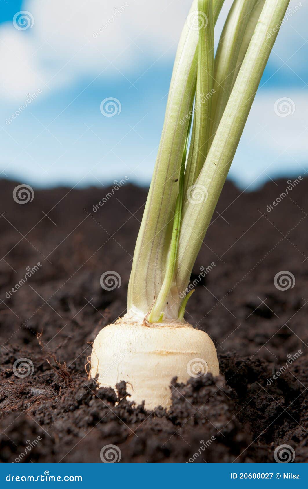 Organic Parsley Root in Earth Stock Image Image of farmland, harvest