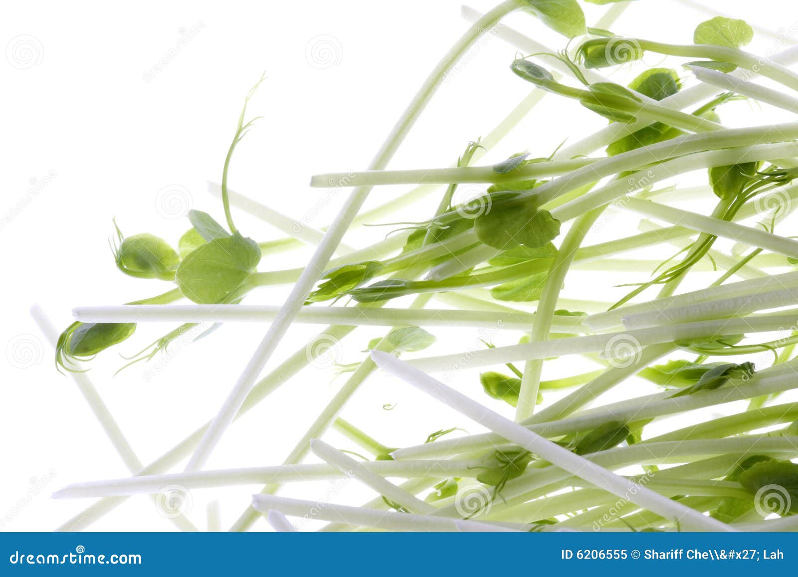 Organic Pea Sprouts Isolated Stock Image Image of ingredients