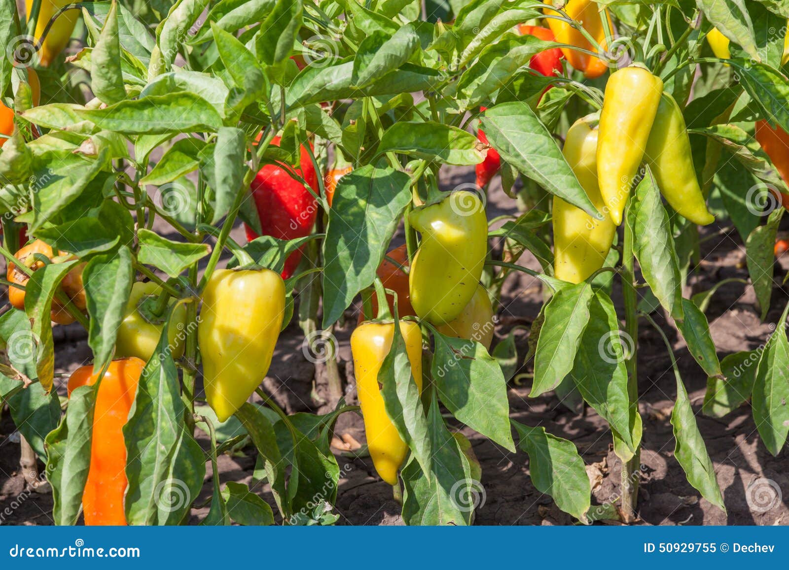 Peppers Growing Without Soil In An Dutch Greenhouse Stock Photo