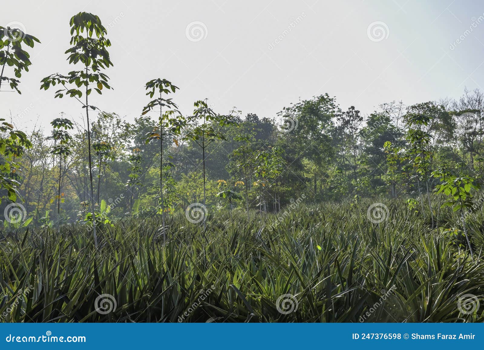 Organic Pineapple Plantation in Kerala Stock Photo Image of harvest