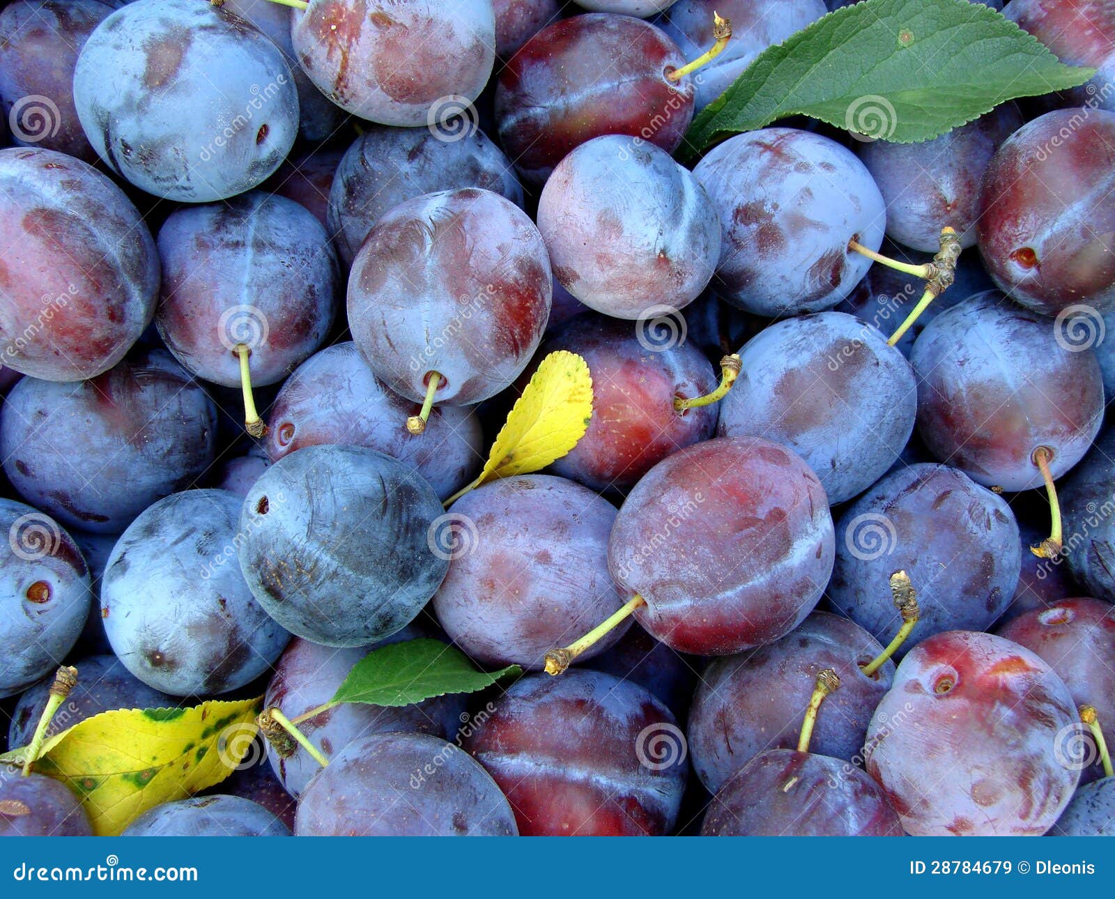 Organic plums stock image. Image of gardening, nature 28784679