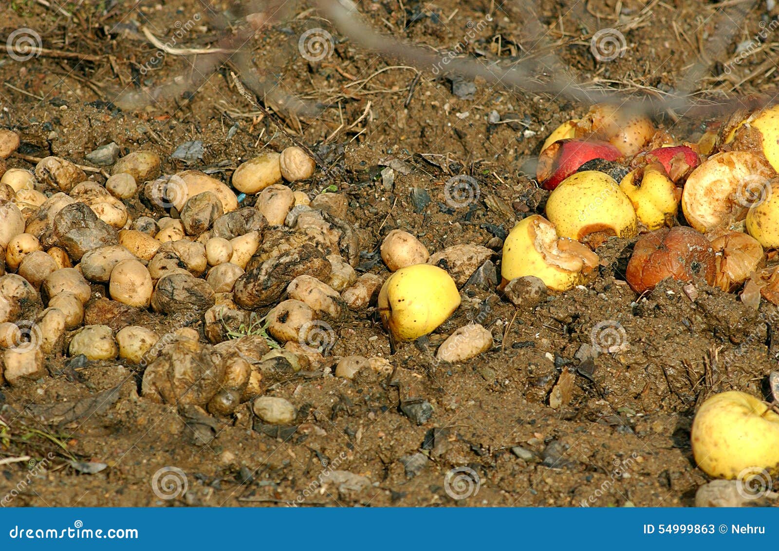 Organic Pollution , Rotten Apples and Potatoes Stock Image Image of