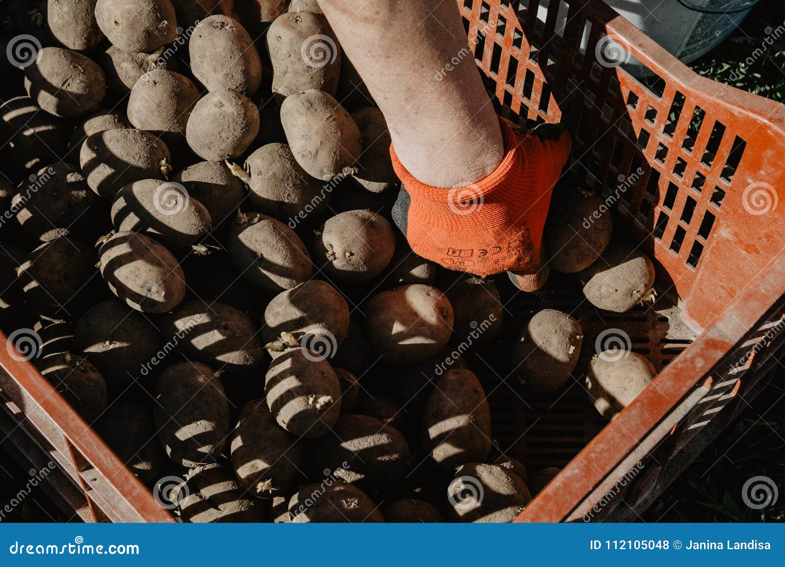 Organic Potatoes in a Box Being Prepared for Planting in the Fie Stock