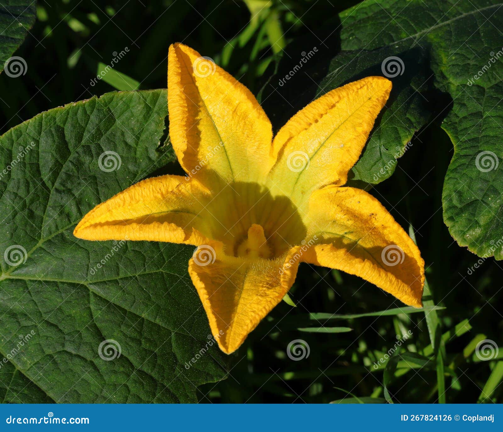 Organic, Pumpkin Plant in Flower. Stock Photo Image of colorful