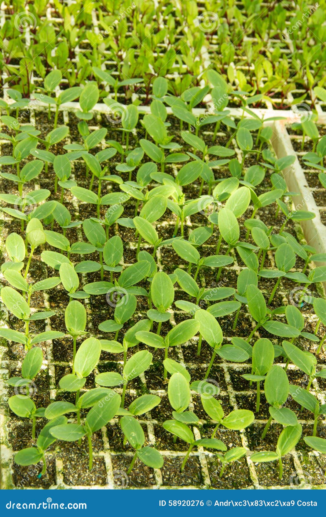 Organic Pumpkin Seedlings stock photo. Image of ground 58920276