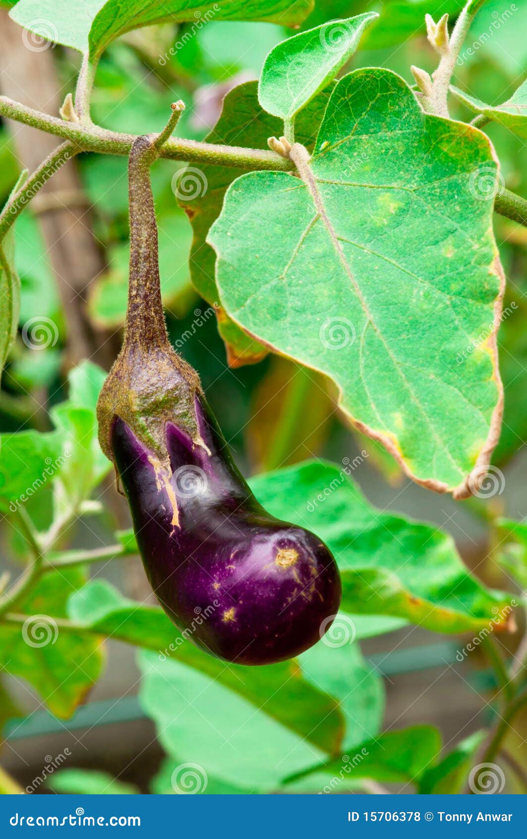 Organic Purple EggPlant stock photo. Image of health 15706378