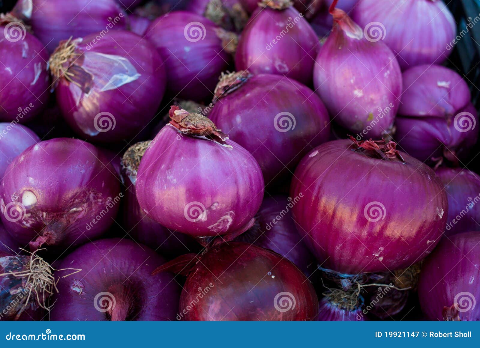 Organic Purple Onions stock image. Image of ready, farmer 19921147