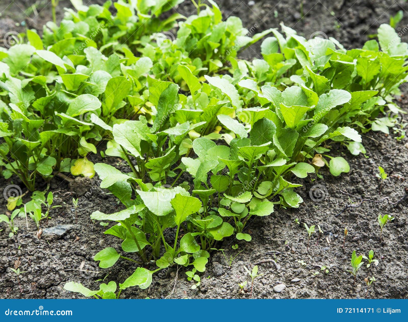 Organic Radish Rows Seedling Growing in the Vegetable Garden Stock