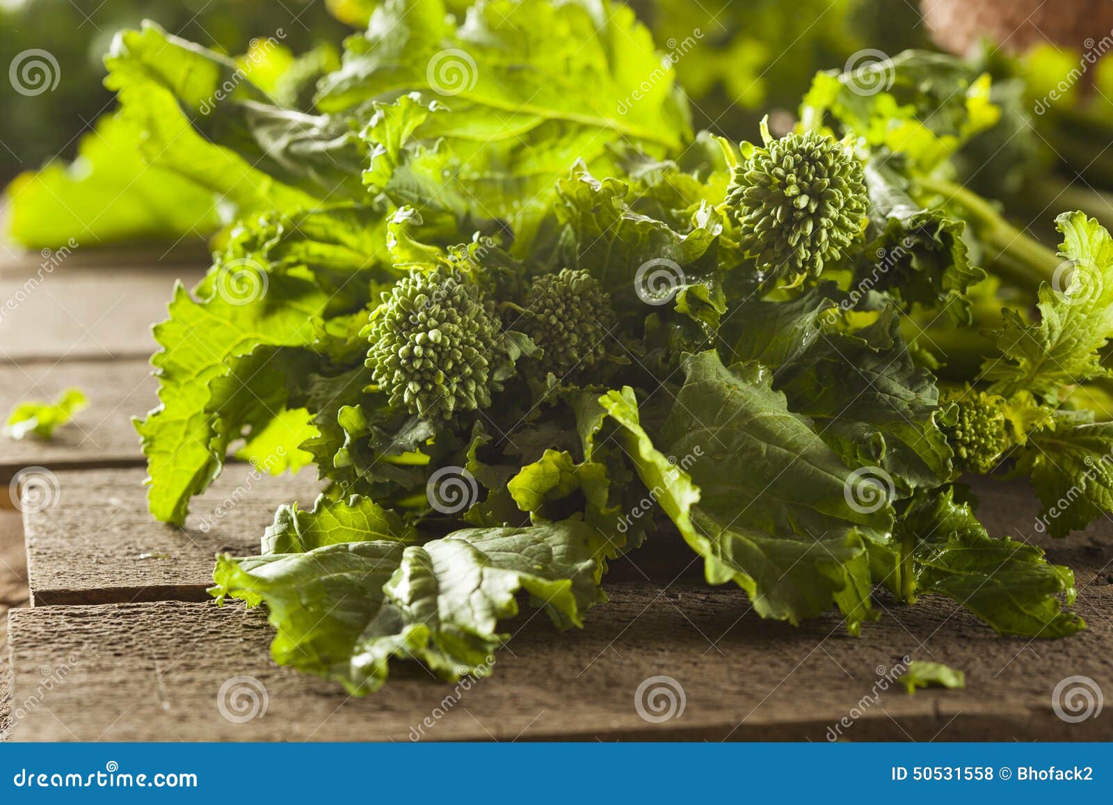 organic raw green broccoli rabe rapini