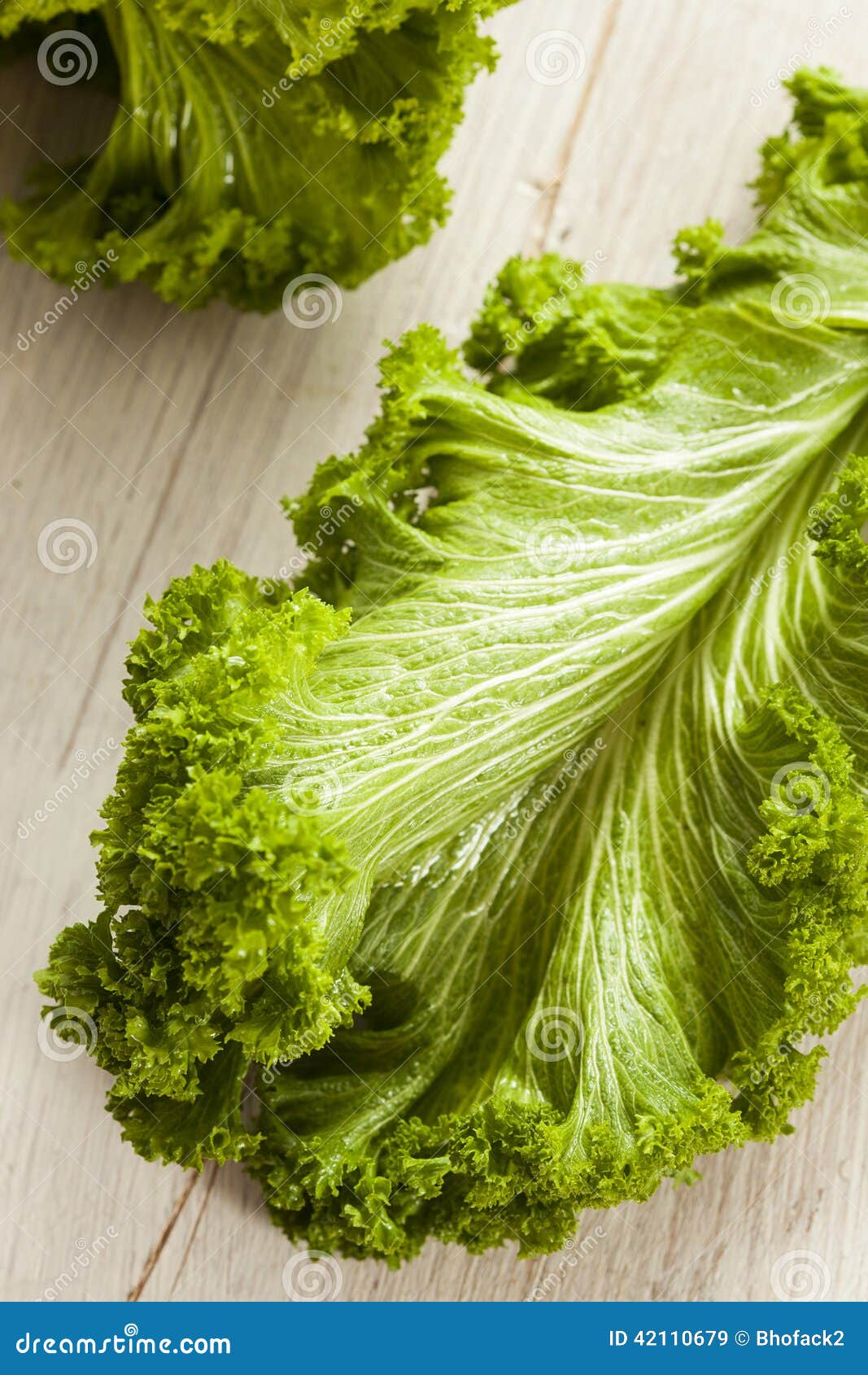 Organic Raw Mustard Greens stock image. Image of herb 42110679