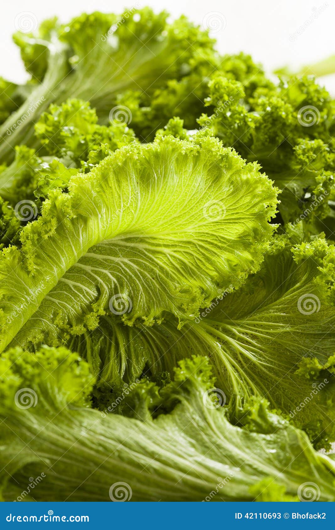 Organic Raw Mustard Greens stock image. Image of vegetable 42110693