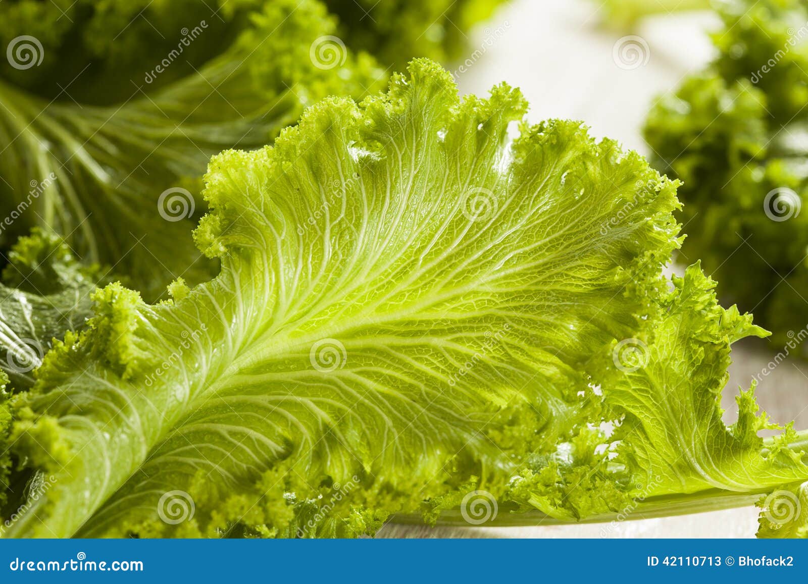 Organic Raw Mustard Greens stock image. Image of greens 42110713