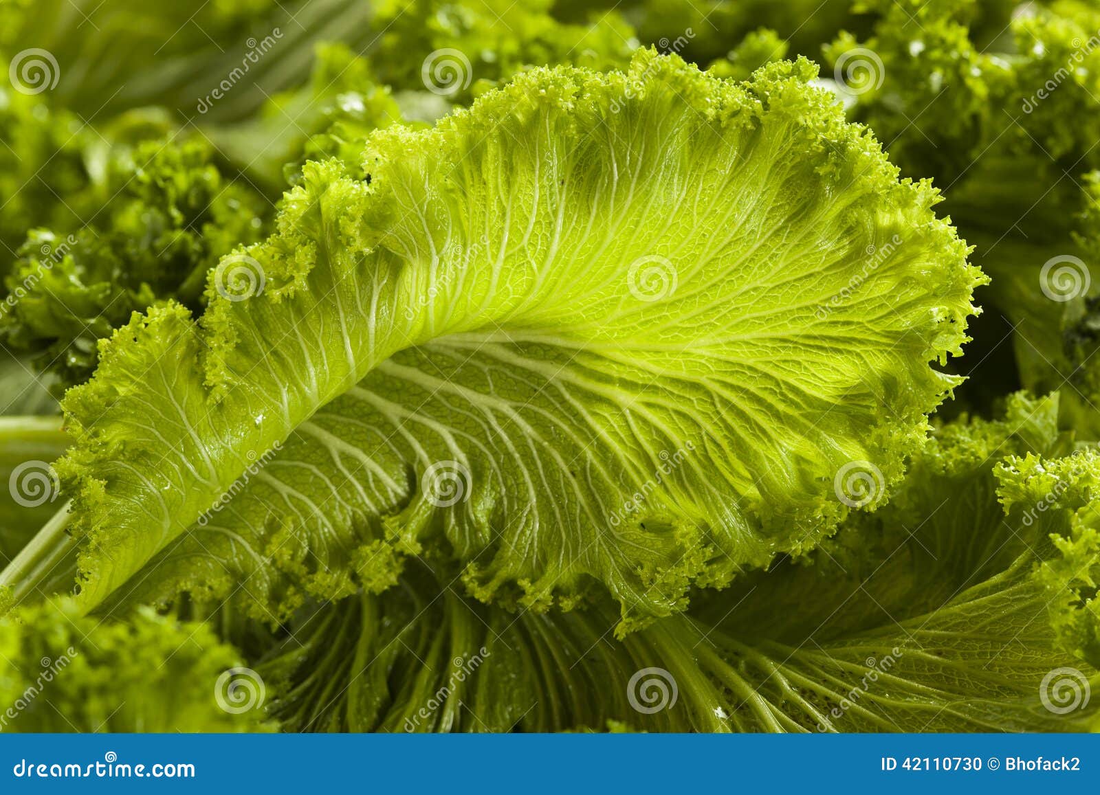 Organic Raw Mustard Greens stock photo. Image of salad 42110730