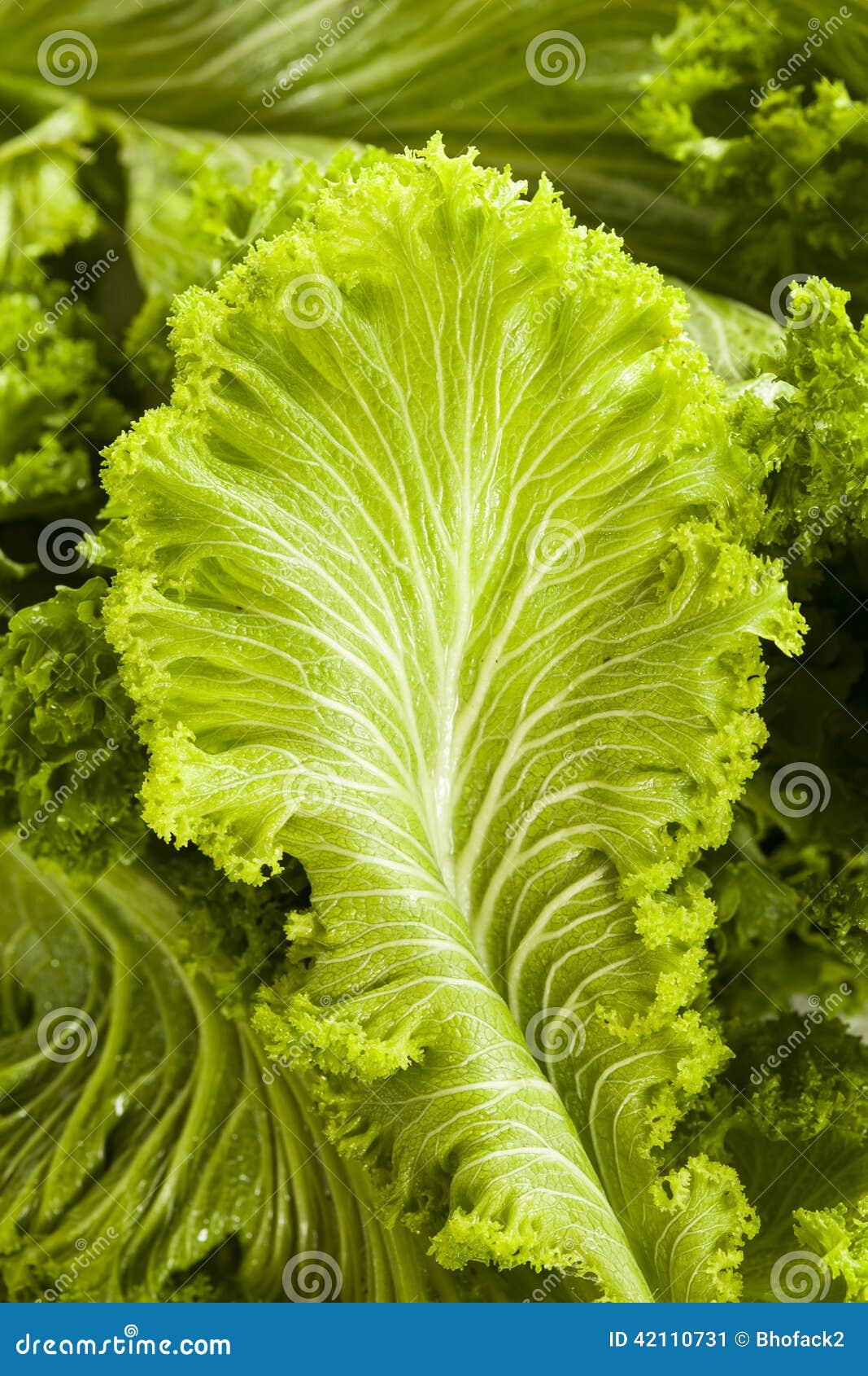Organic Raw Mustard Greens stock image. Image of fresh 42110731