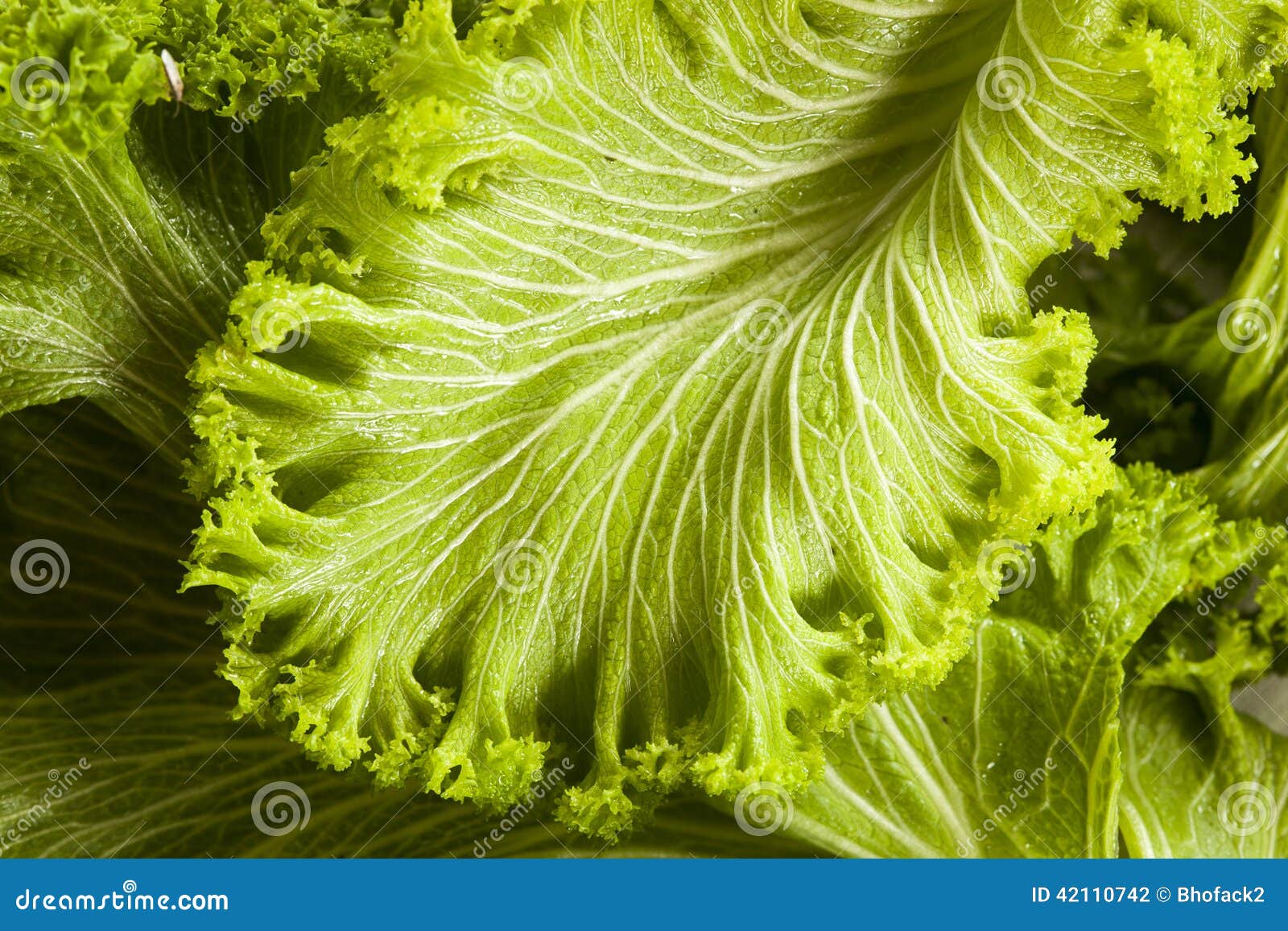 Organic Raw Mustard Greens stock photo. Image of salad 42110742