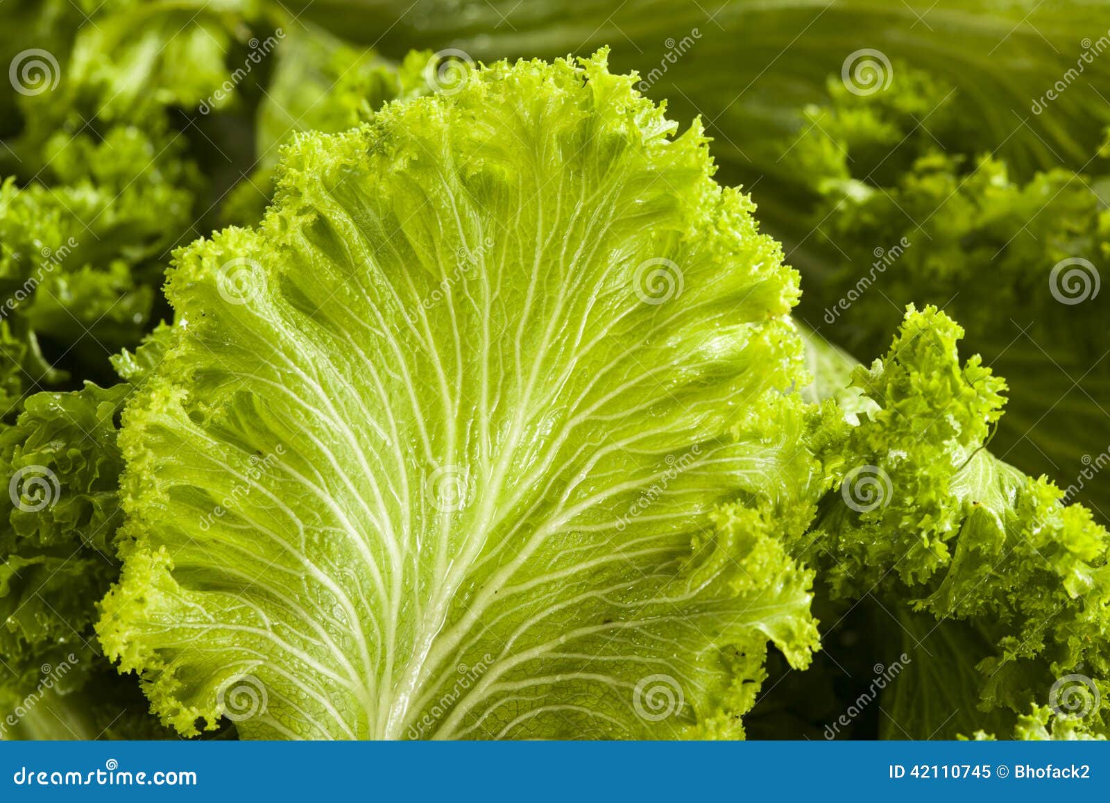 Organic Raw Mustard Greens stock image. Image of green 42110745
