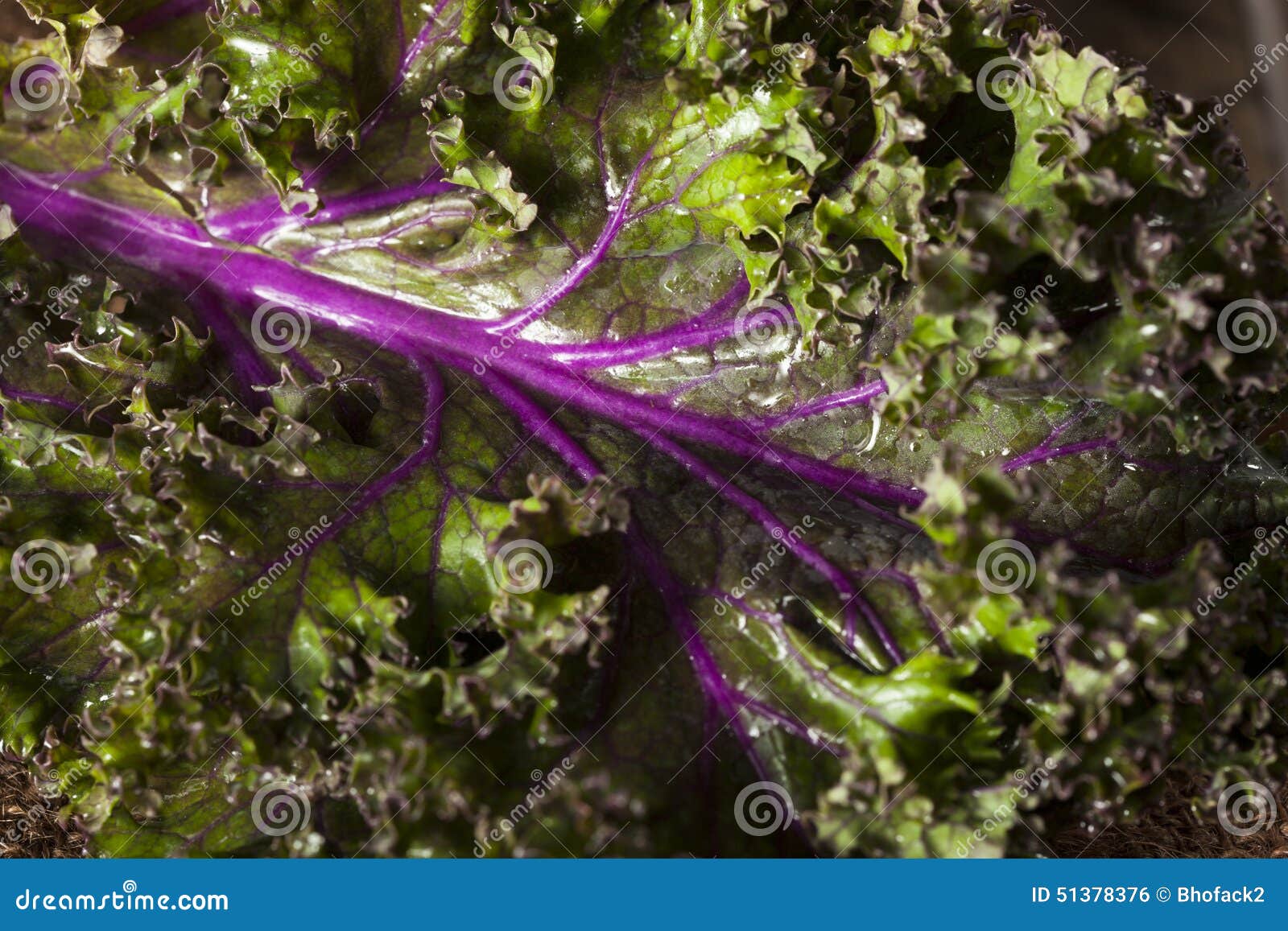 Organic Raw Red Kale stock photo. Image of fiber, kale 51378376