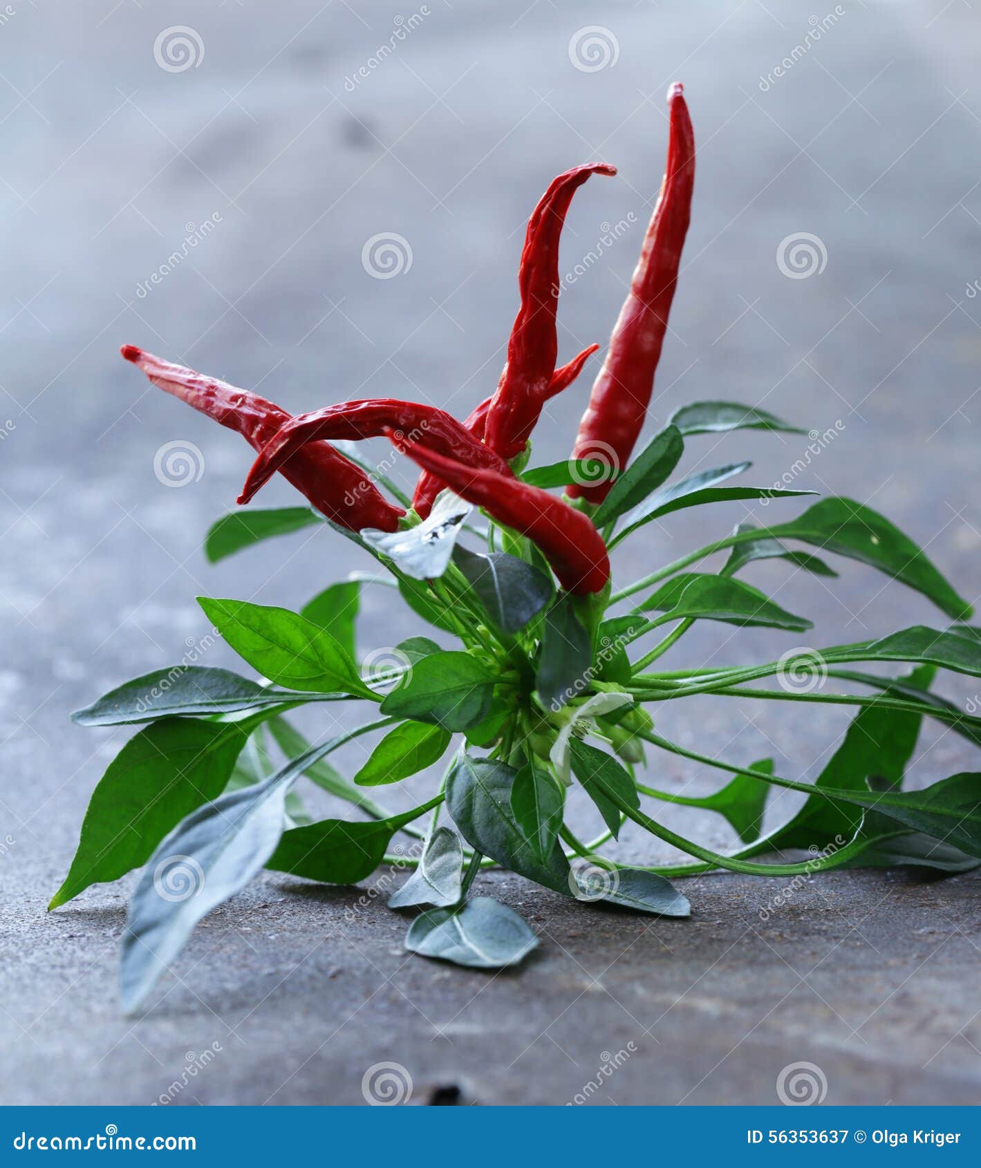 Organic Red Chili Pepper with Leaves Stock Image Image of tasty