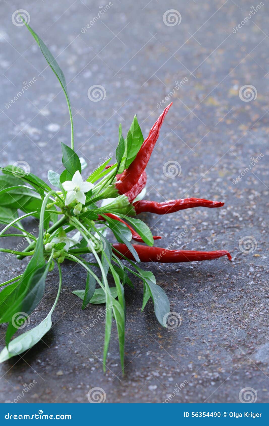 Organic Red Chili Pepper with Leaves Stock Photo Image of closeup