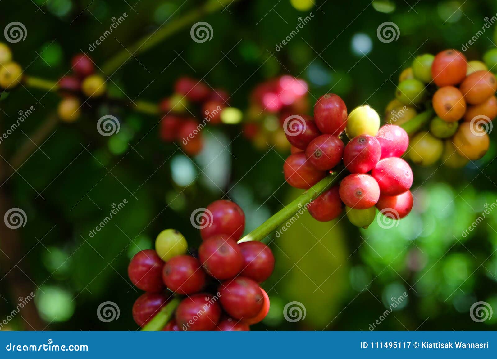 Organic Red Coffee Cherries, Raw Coffee Bean on Coffee Tree Plan Stock