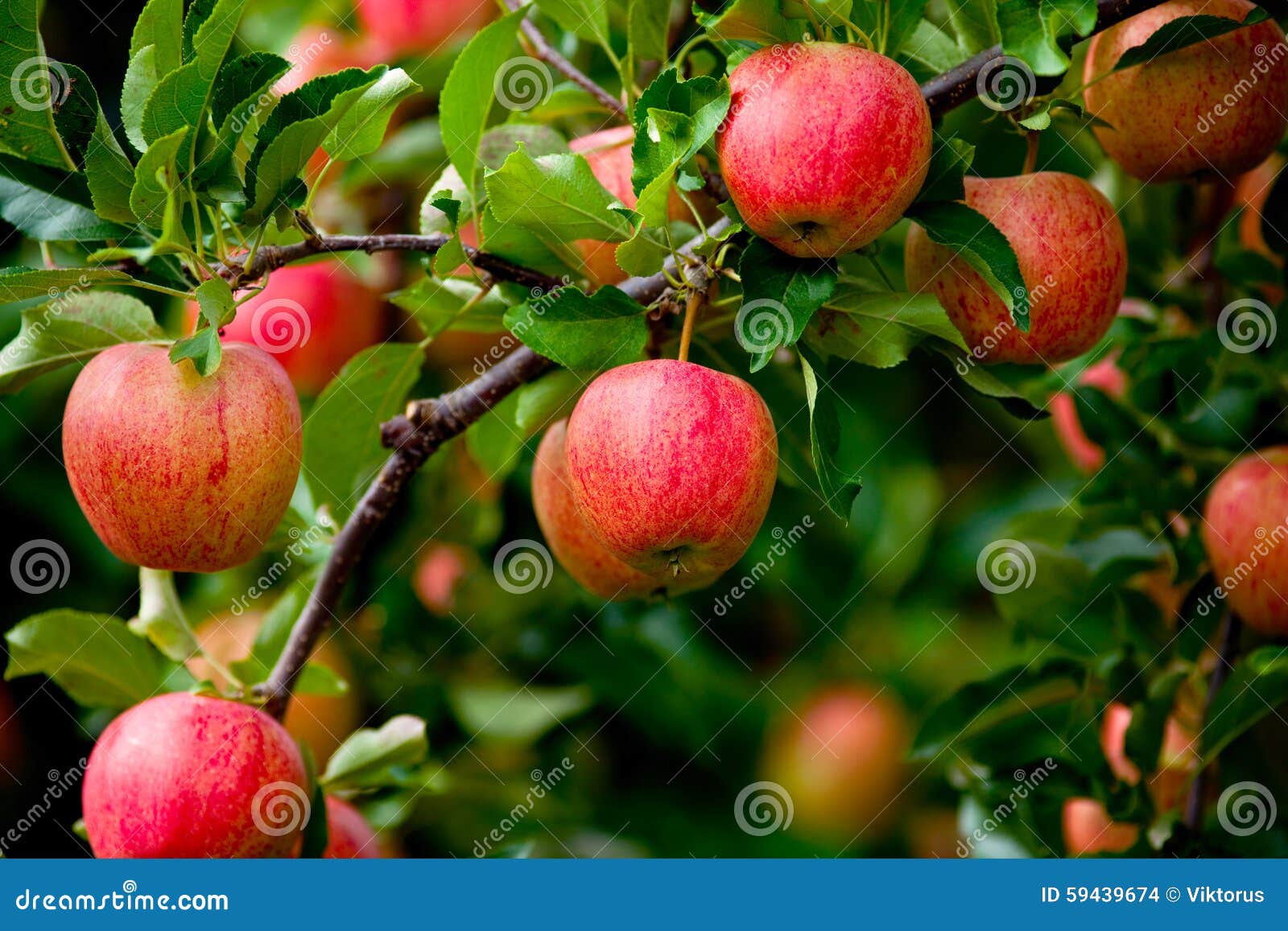 organic red ripe apples on the orchard tree with green leaves