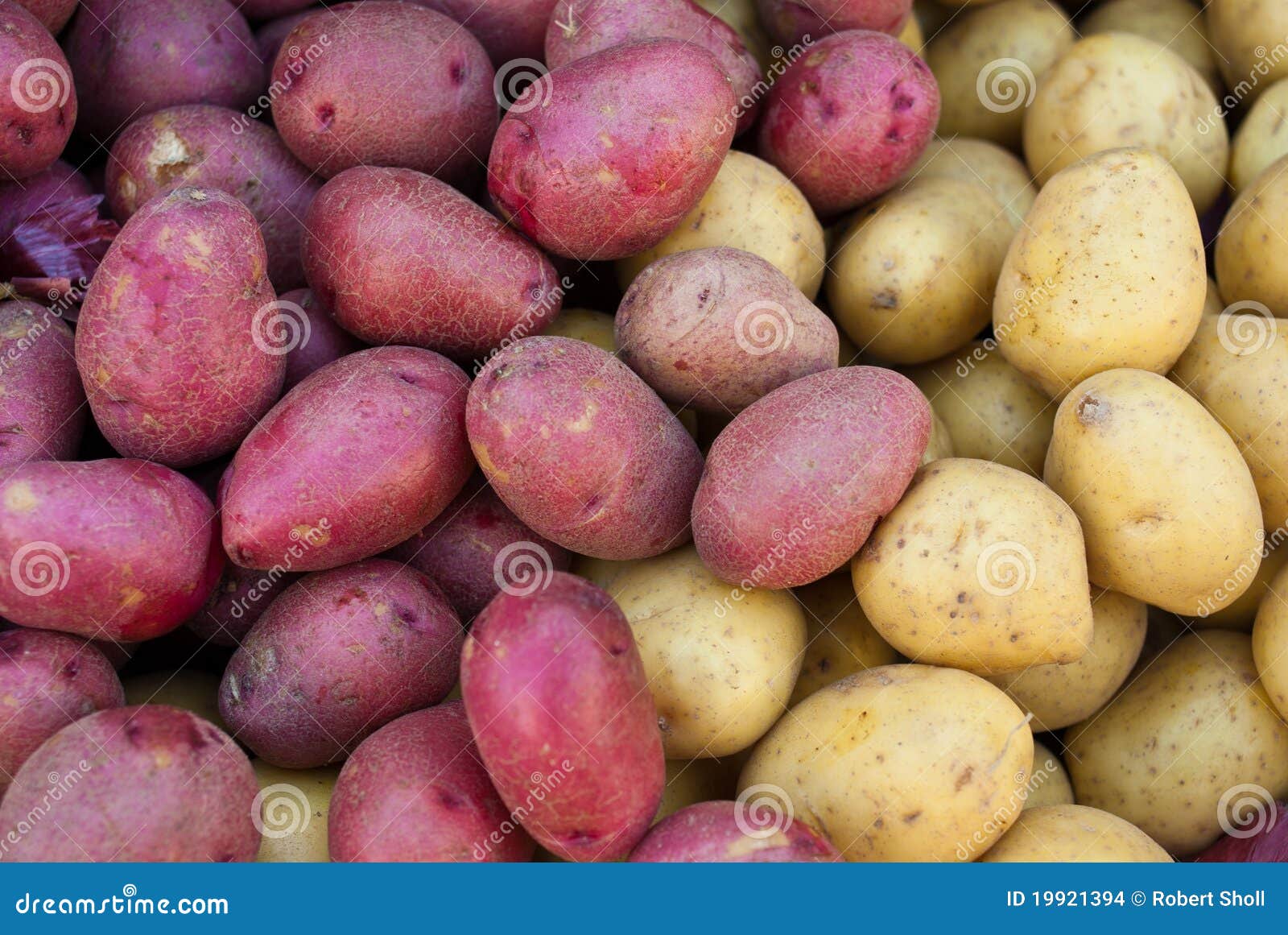 Organic Red and Yellow Potatoes Stock Photo Image of organic, eating