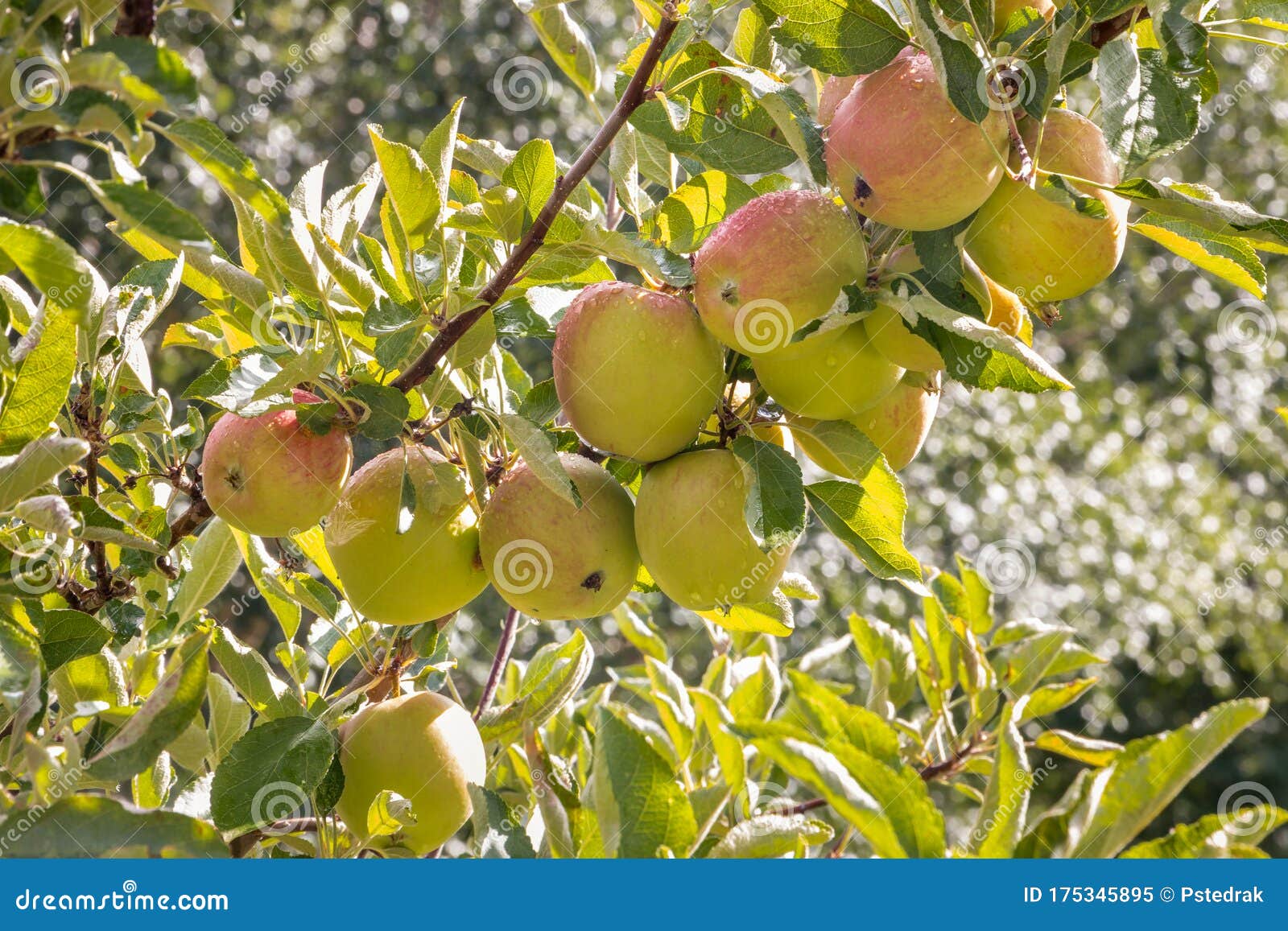 Organic Royal Gala Apples with Raindrops on Apple Tree Stock Image