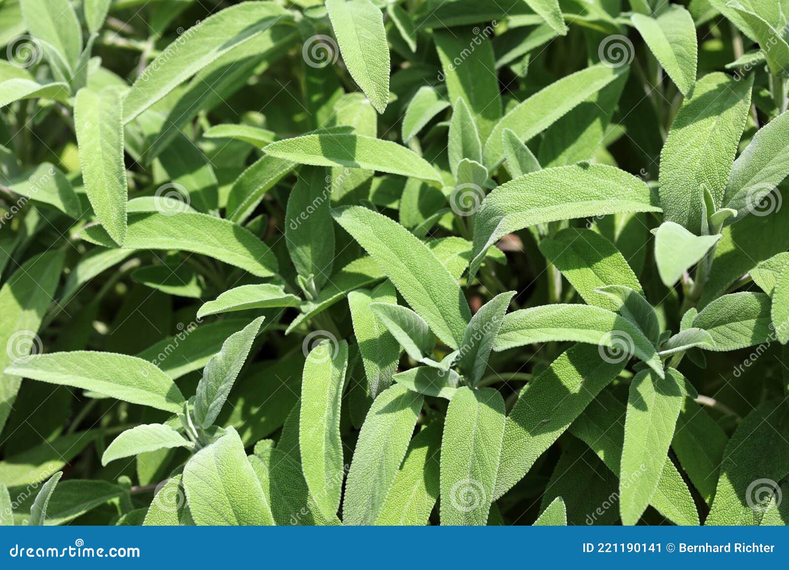 Organic Sage Plants on the Fields Stock Image Image of agriculture