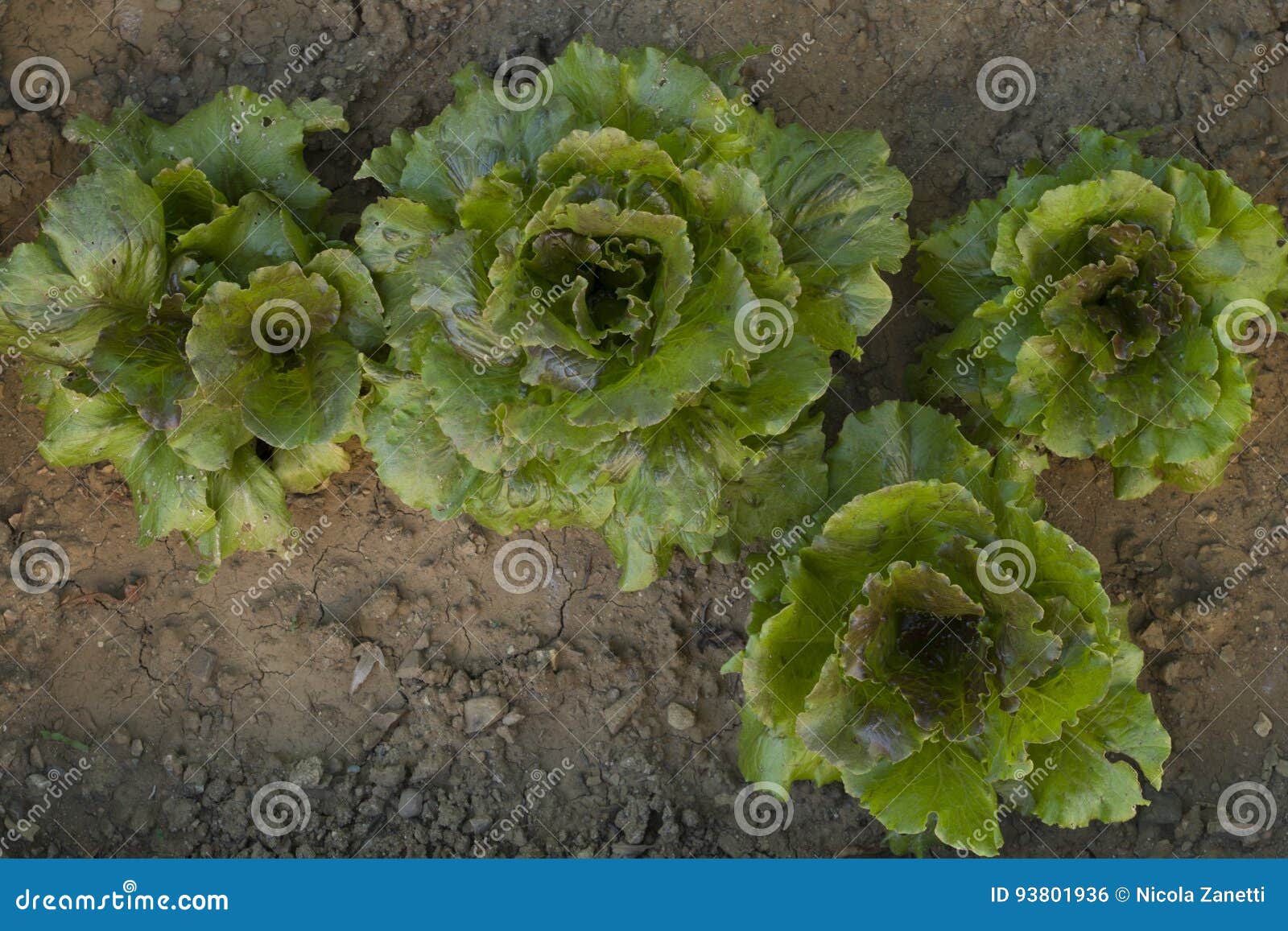 Organic Salad Stock Photo Image Of Salad Green Organic 93801936