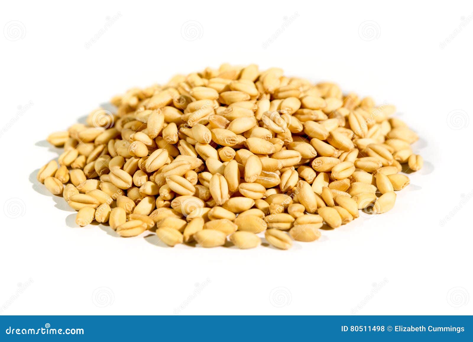 Organic soft white wheat stock photo. Image of ingredients 80511498