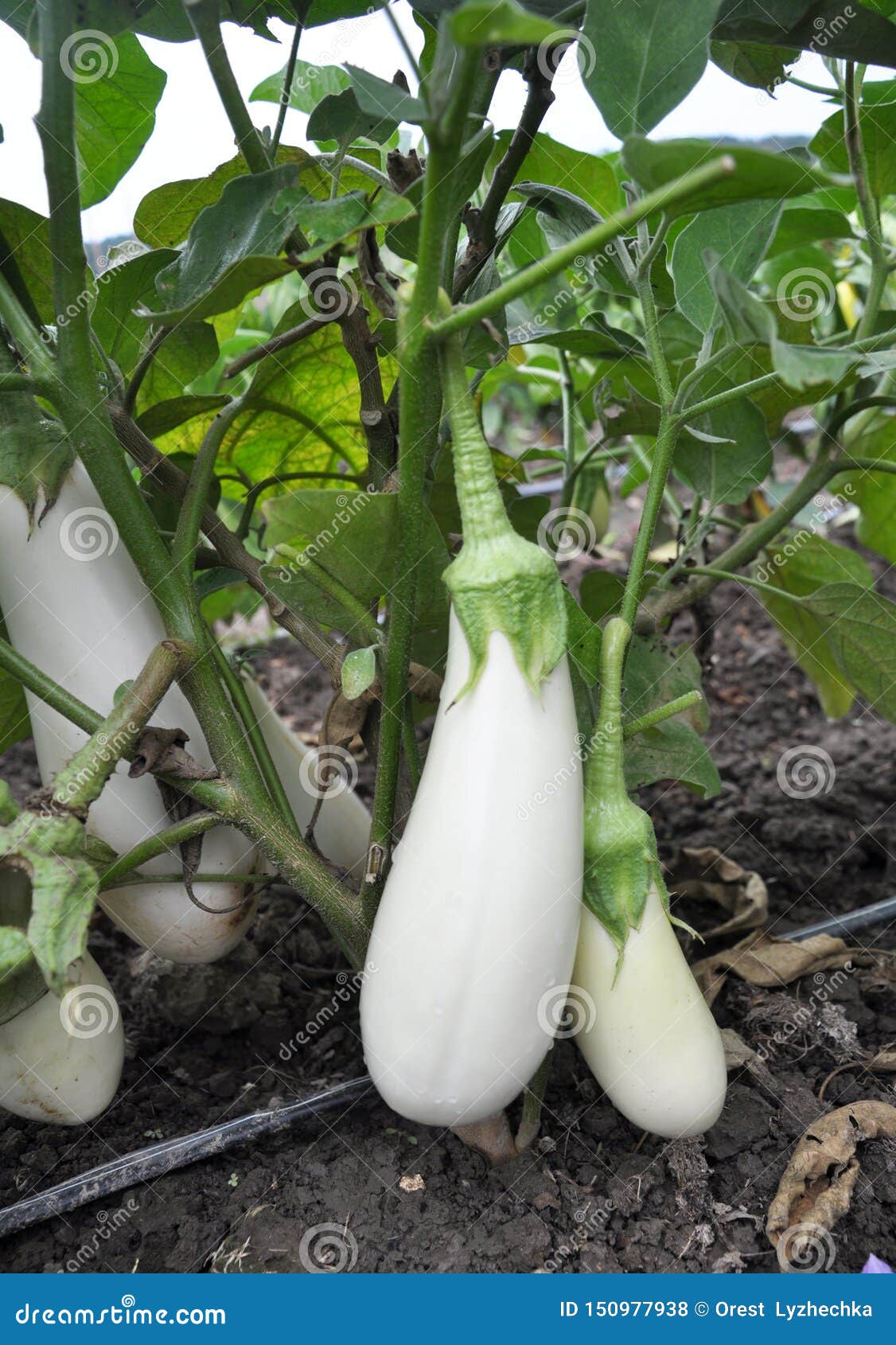In the Organic Soil, White Eggplant Grows Stock Photo Image of