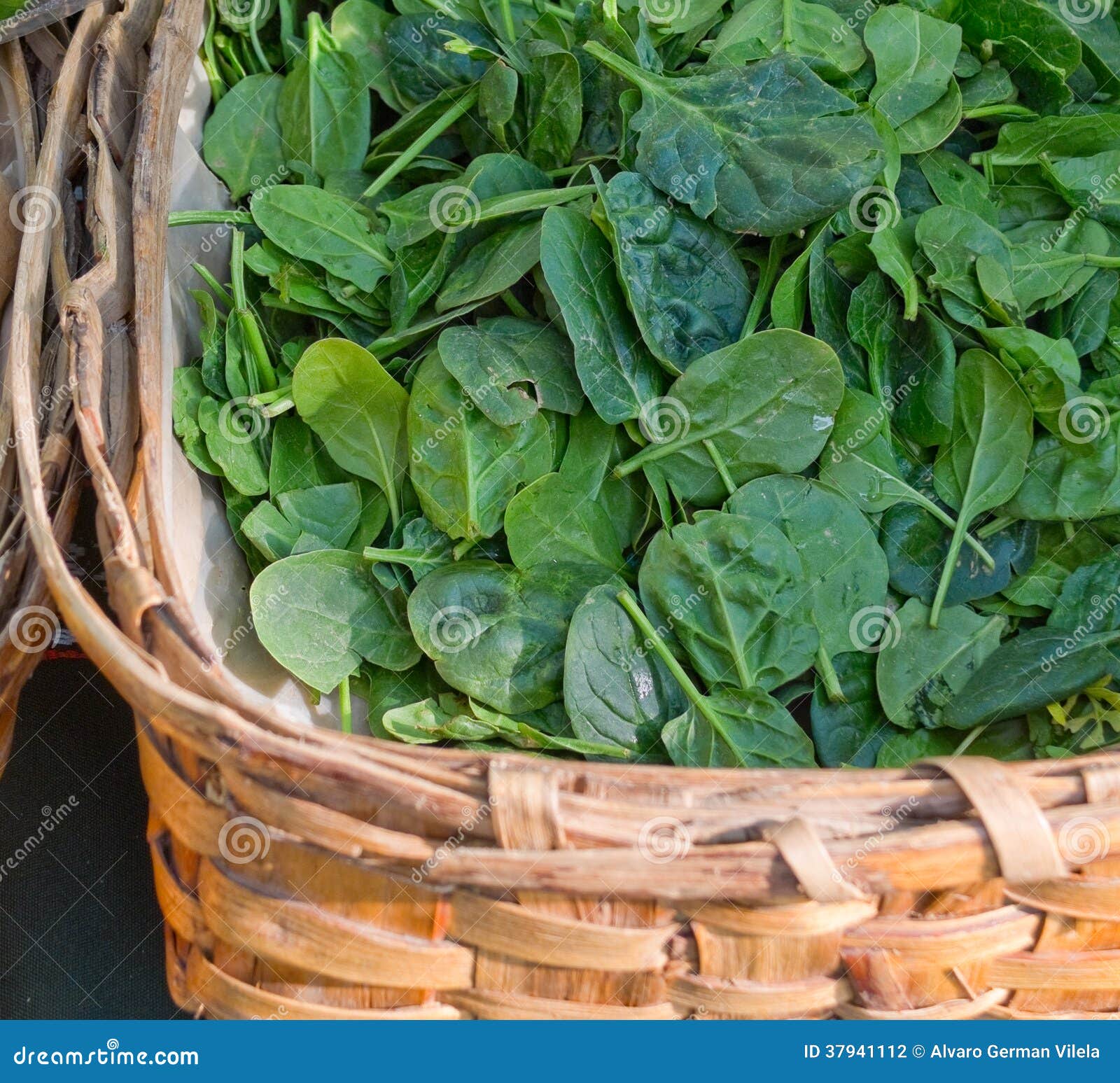 Organic spinach stock photo. Image of leaf, delicious - 37941112