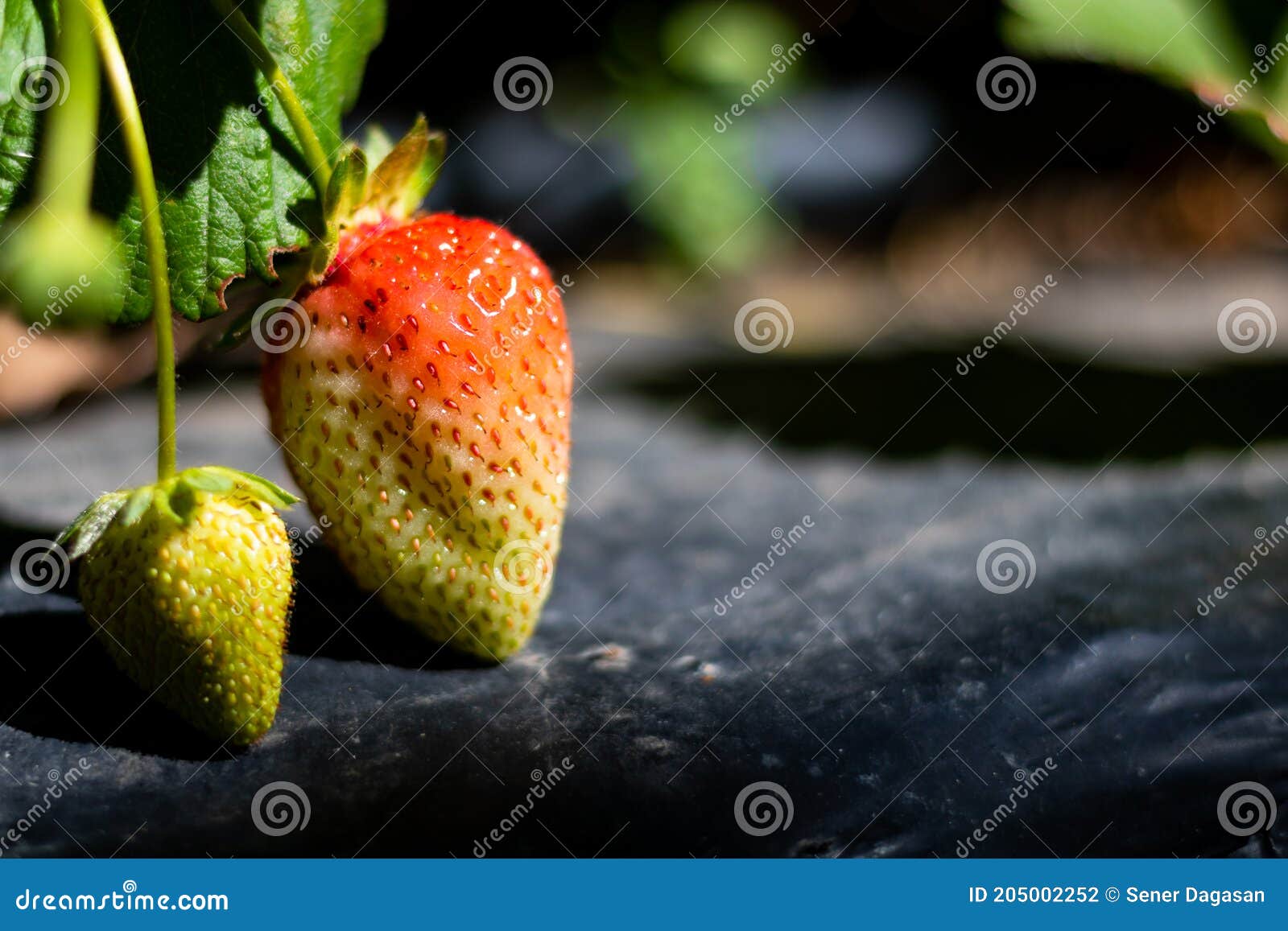 Organic Strawberries on the Black Plastic Mulch Layer in Focus Stock