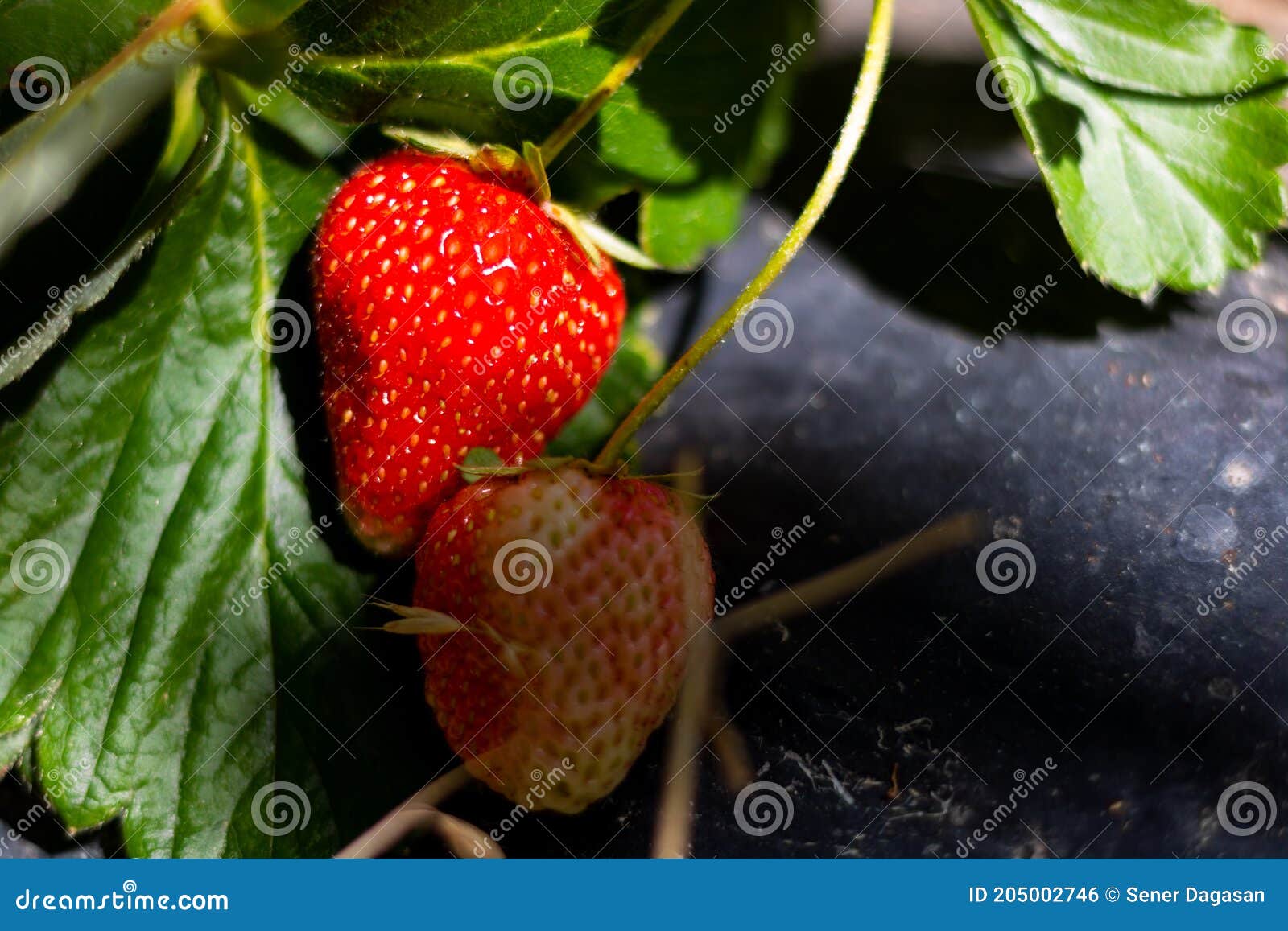 Organic Strawberries on the Black Plastic Mulch Layer in Focus Stock