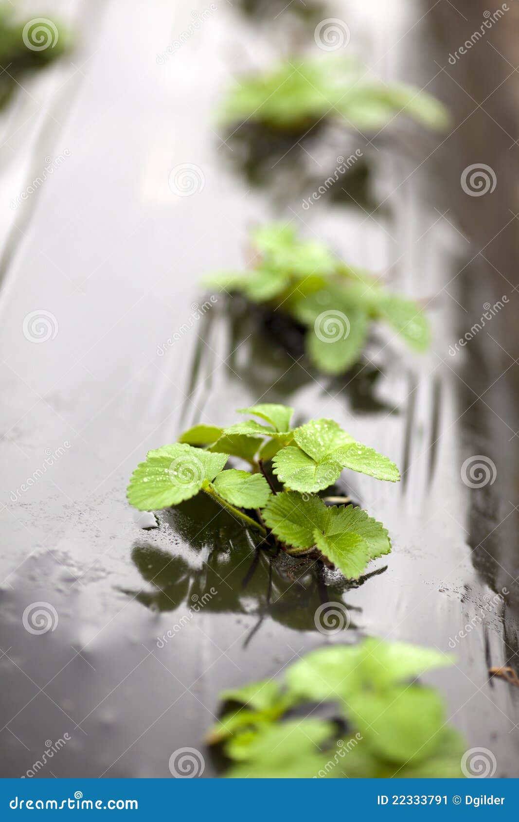strawberry seedlings for sale near me strawberry seedlings for sale near me