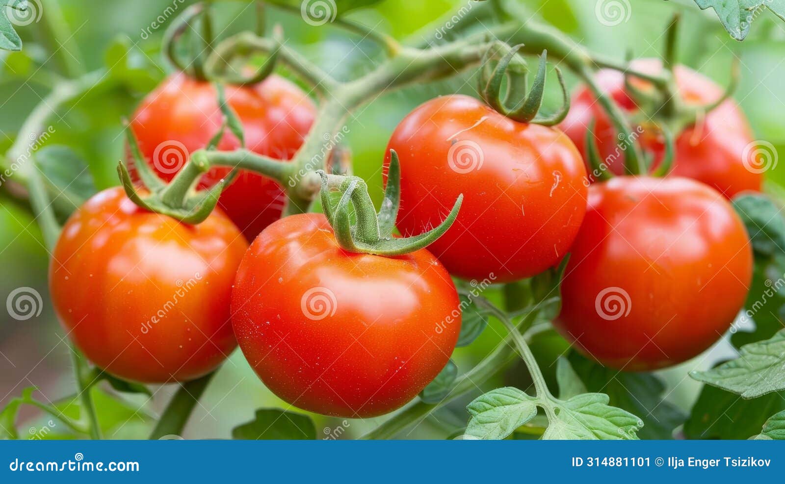 organic tomato branch with fresh, ripe tomatoes thriving in a greenhouse environment