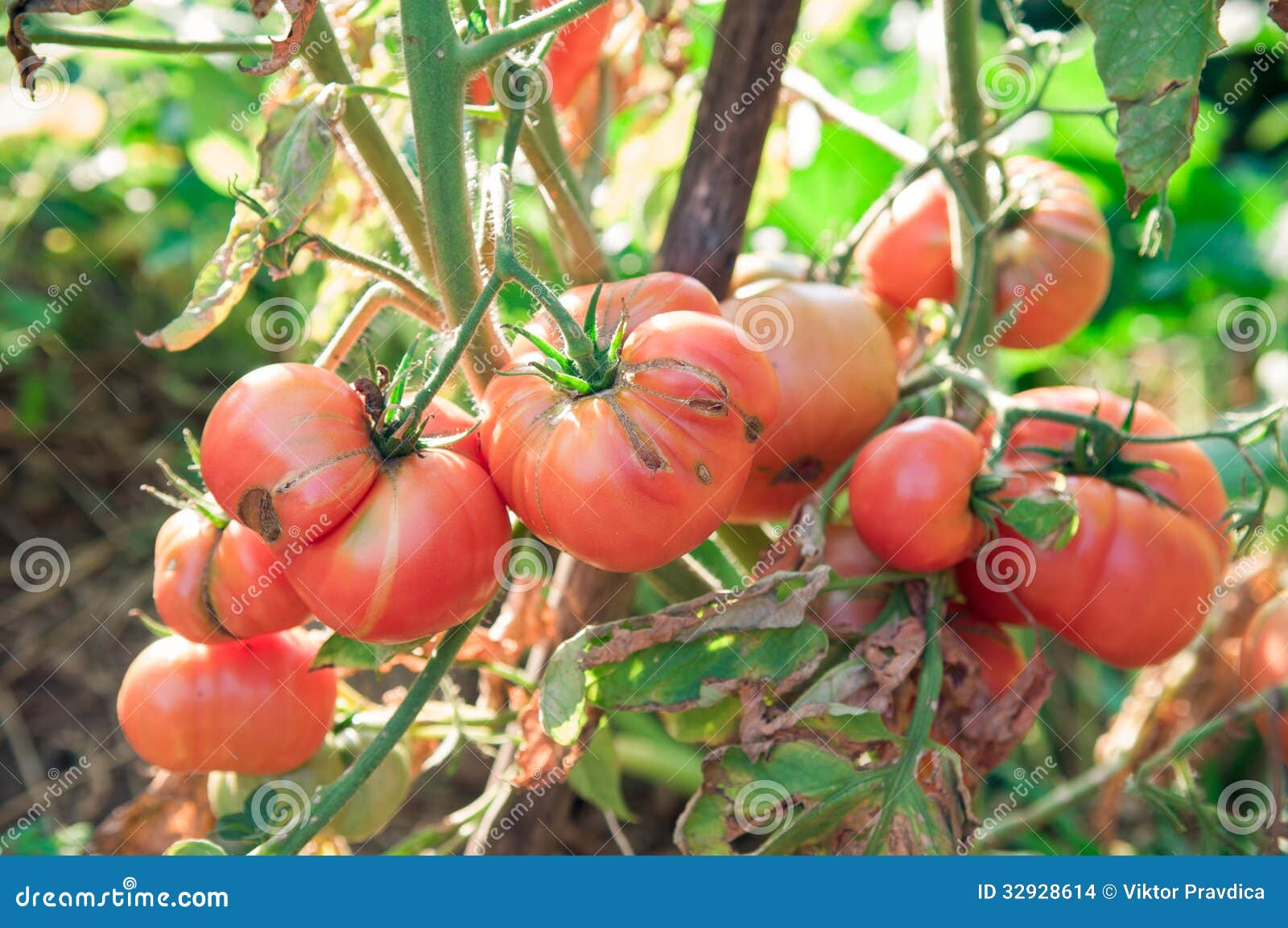 Organic tomatoes stock photo. Image of ripe, healthy 32928614