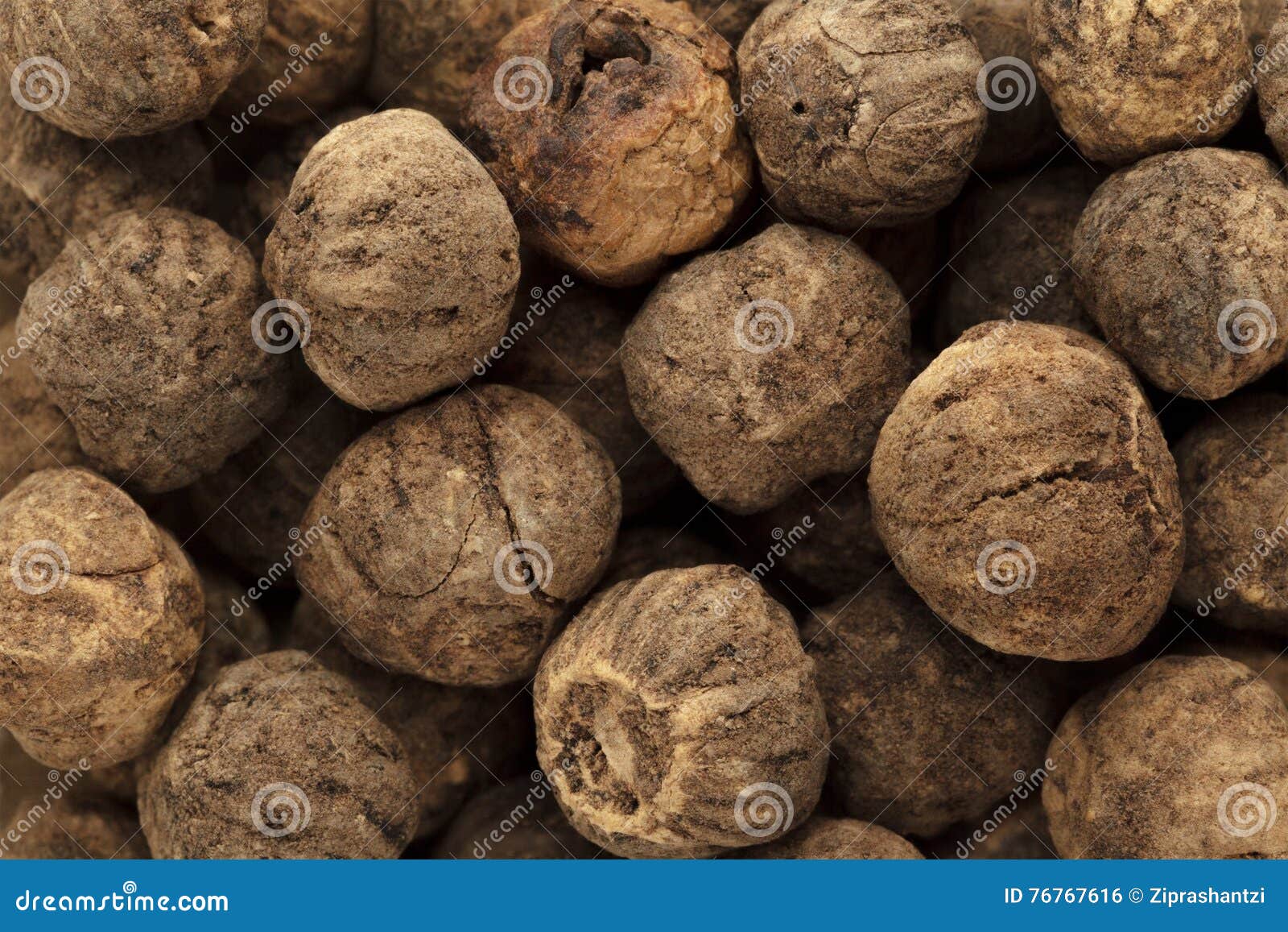 Organic Treated Teak Seed (Techtona Grandis). Stock Photo Image of