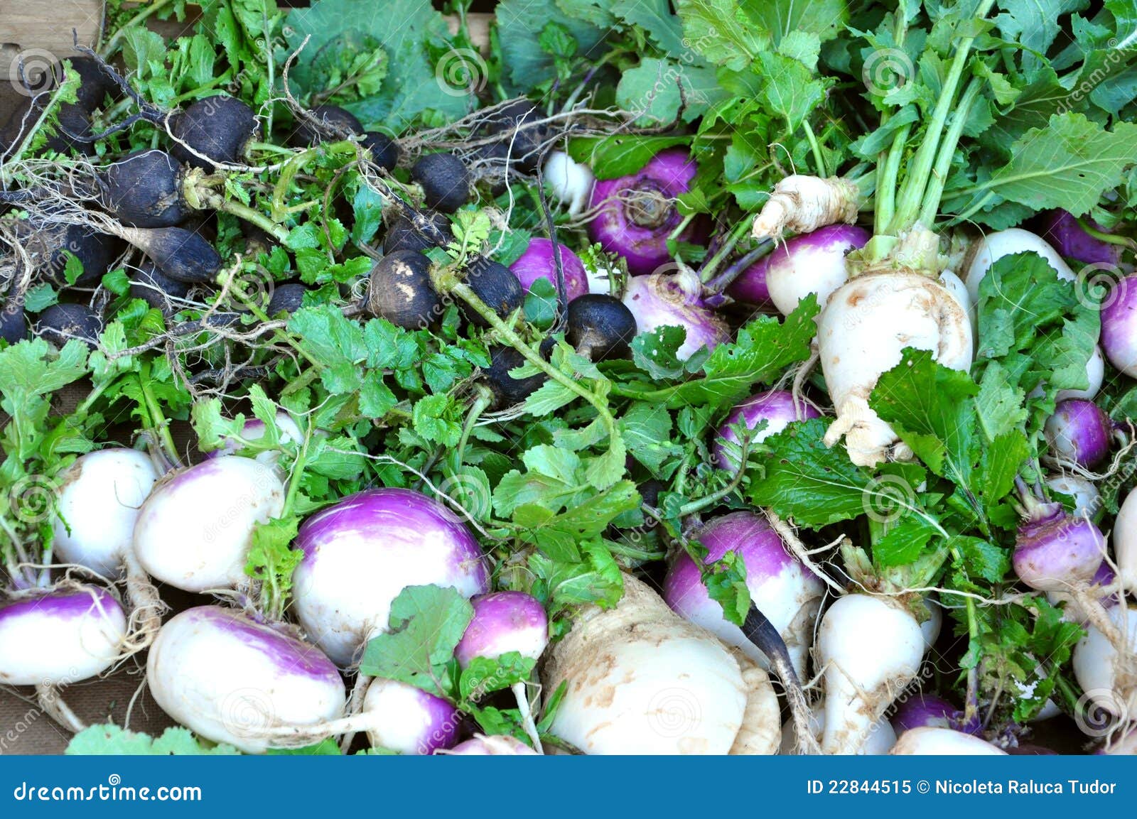 organic vegetables in a market : turnips
