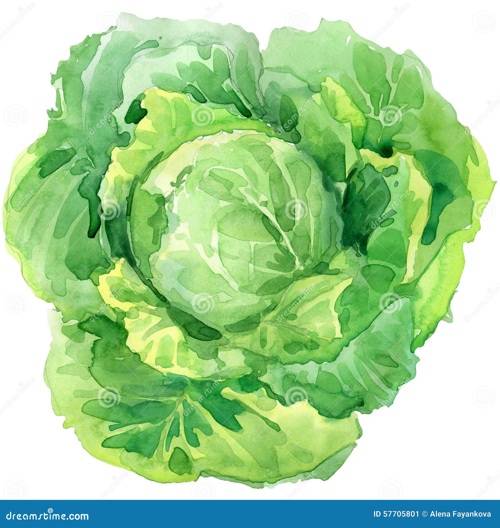 Organic Vegetable Cabbage. Watercolor Illustration Stock Illustration
