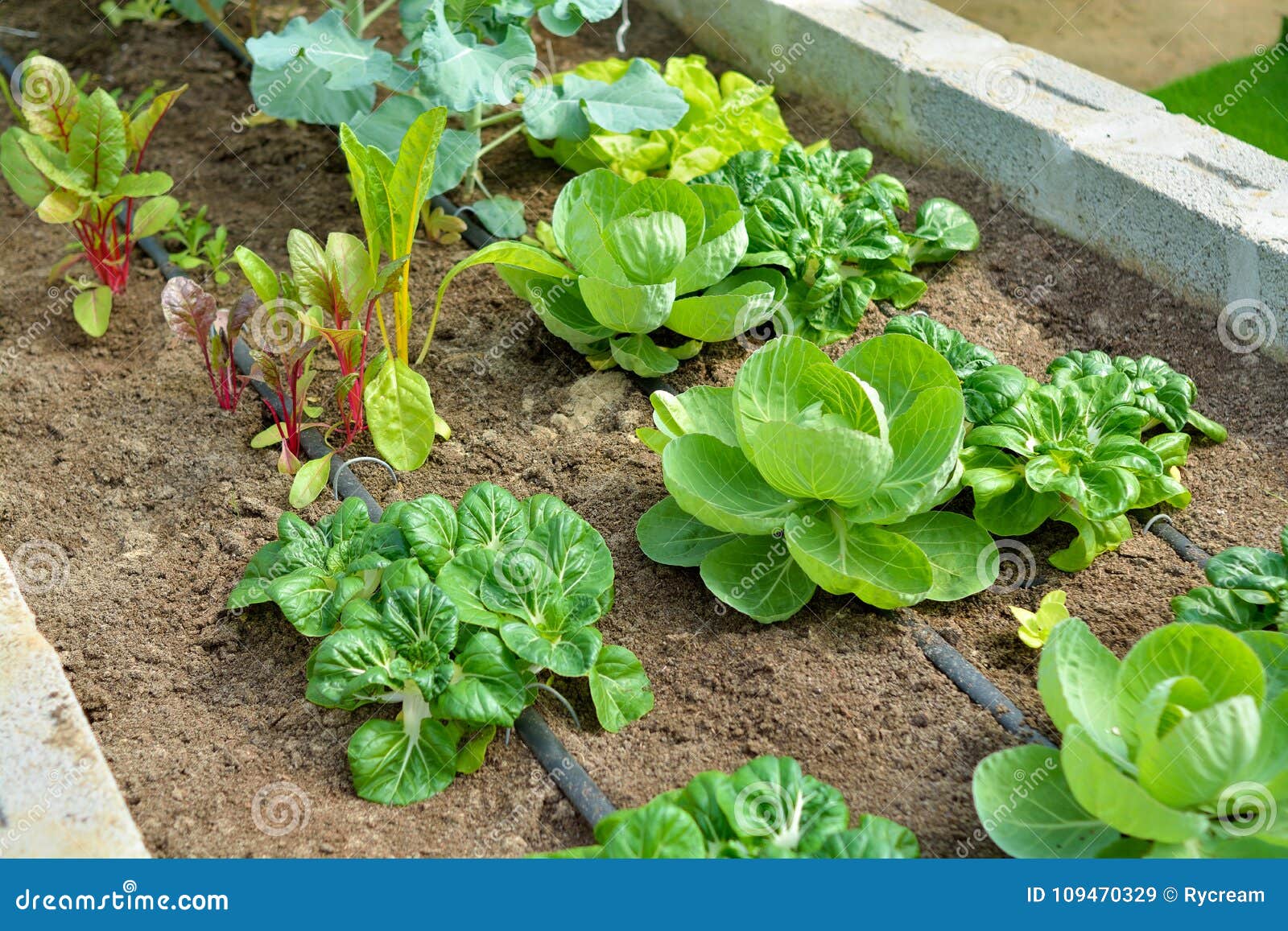 organic vegetable garden with drip irrigation